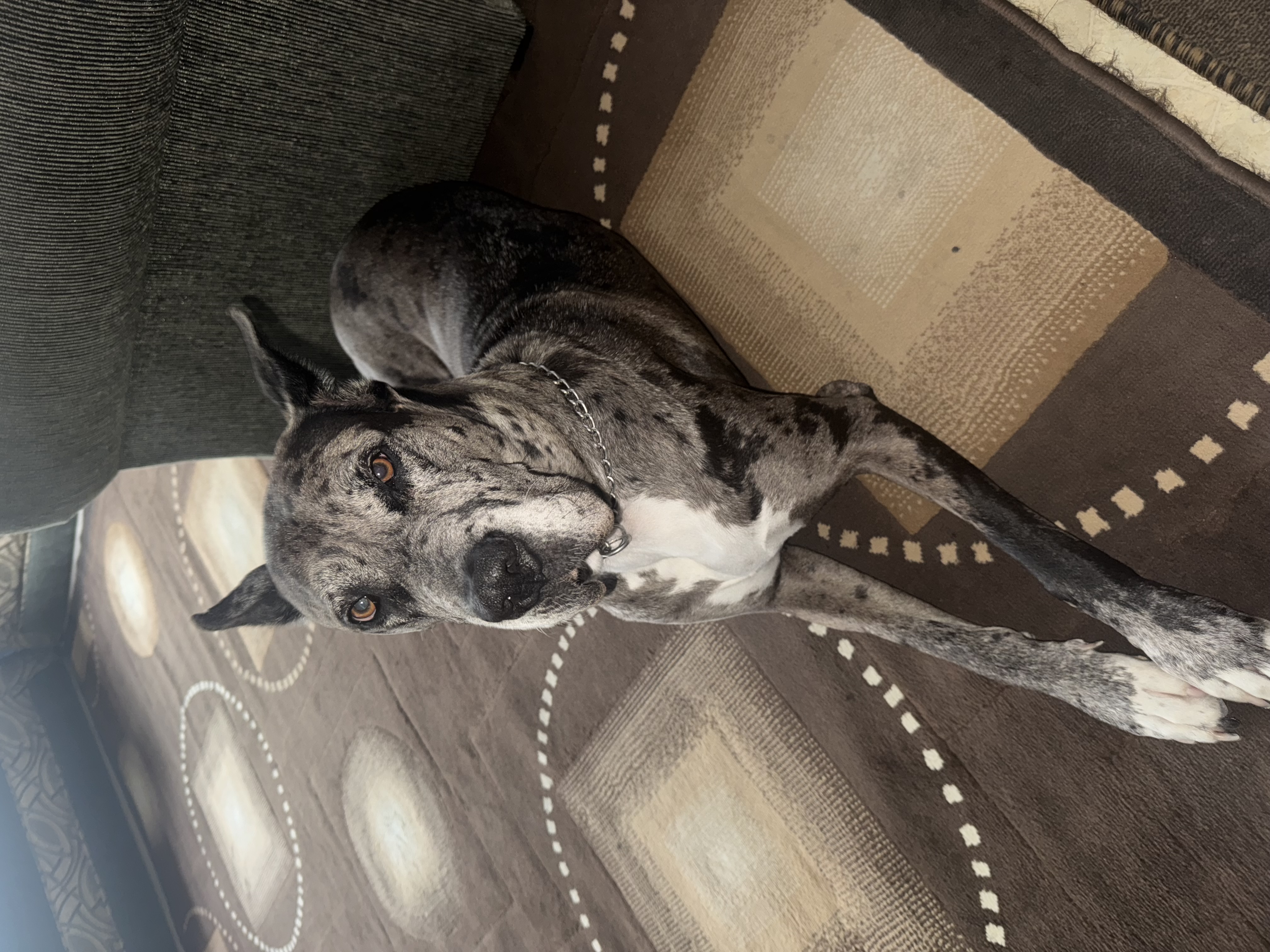 Foto de Lilith con microchip 990000012838753