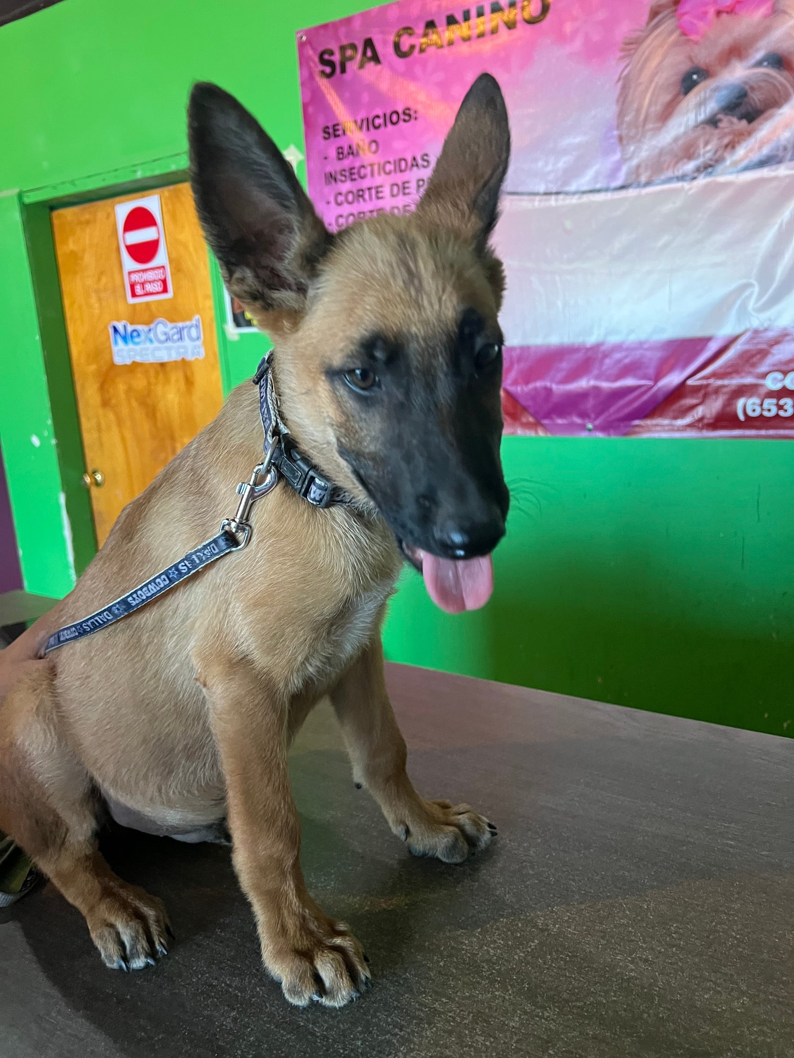 Foto de Toby con microchip 990000012839214