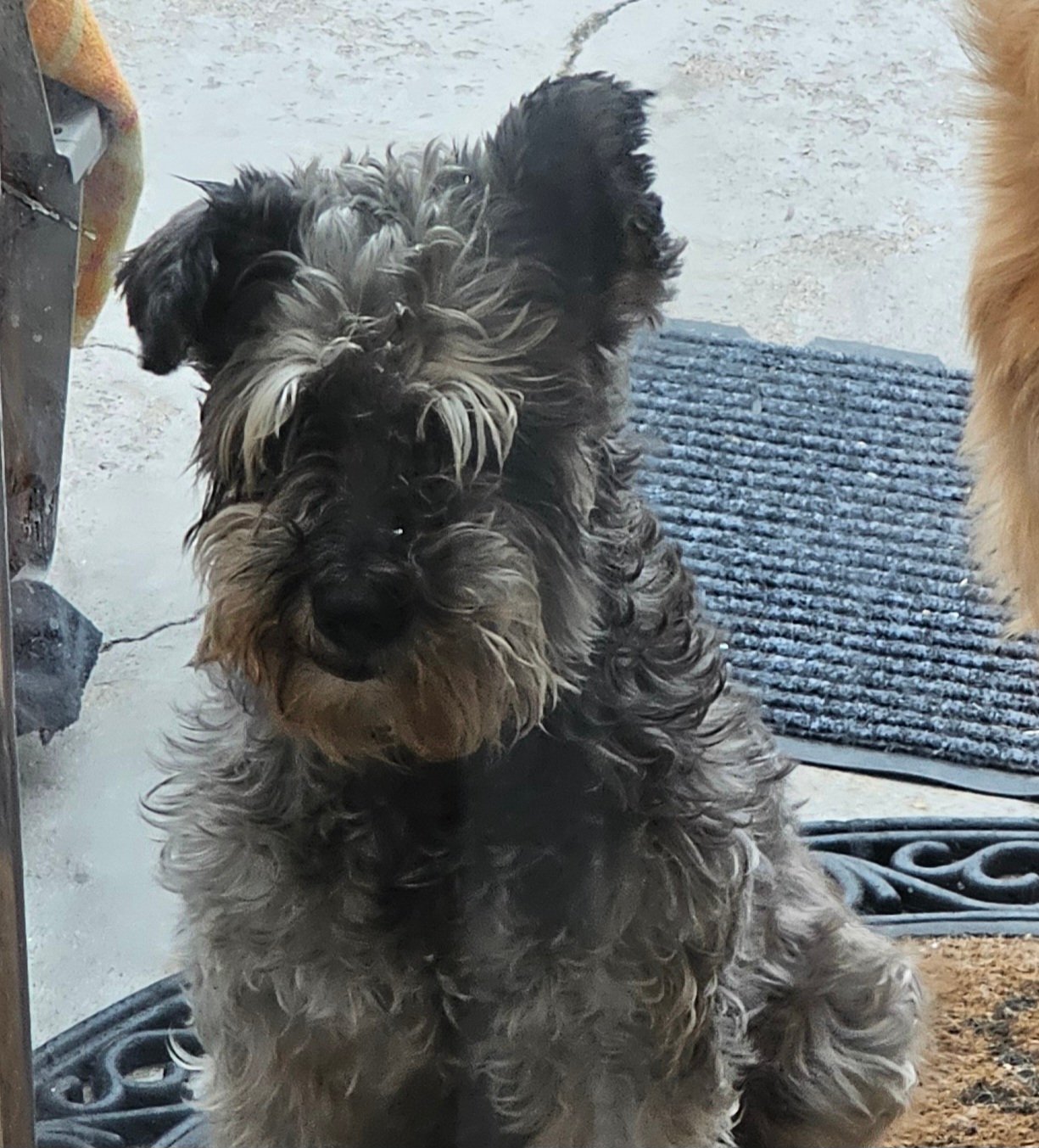 Foto de Oso con microchip 990000012843667