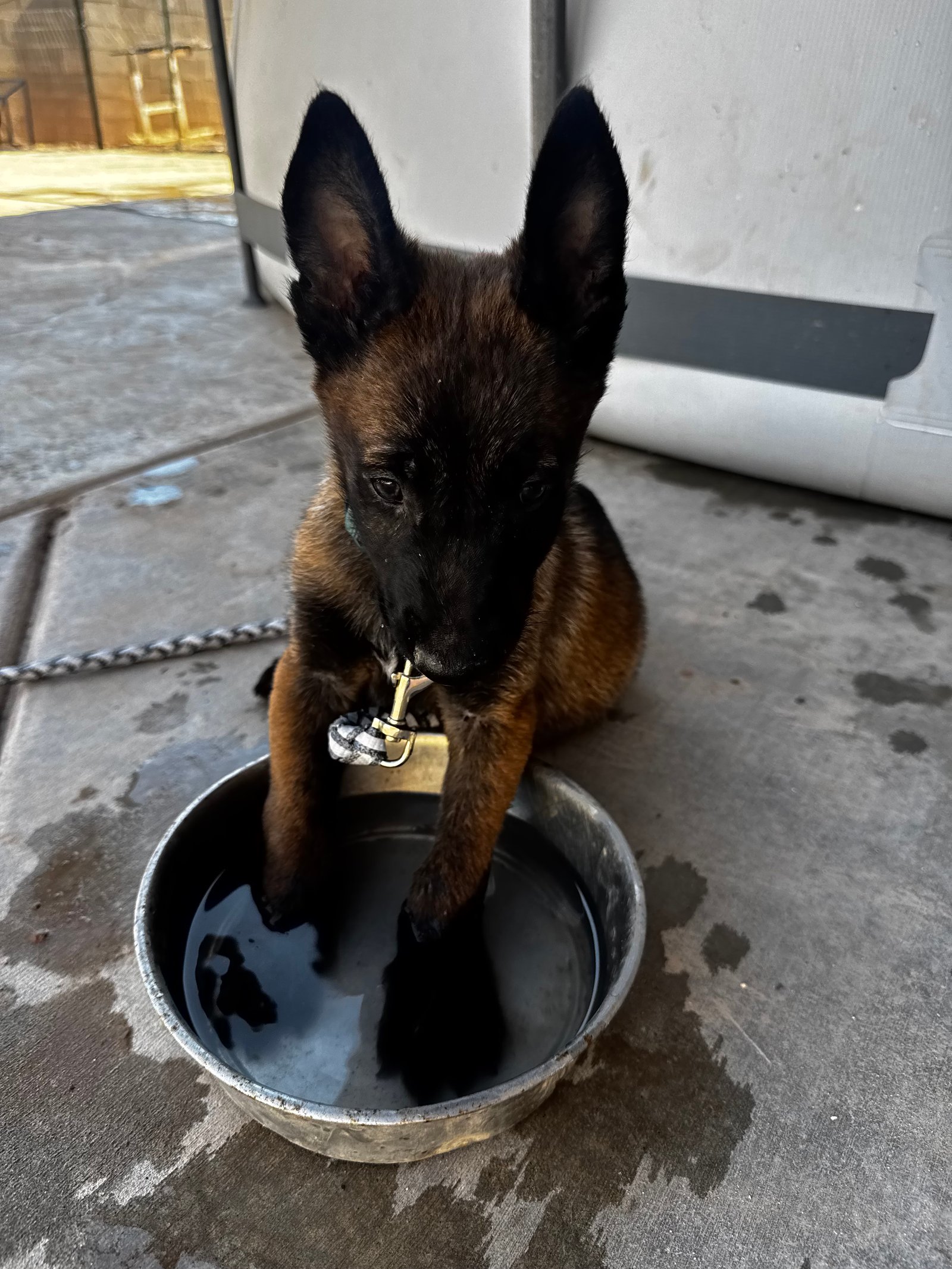 Foto de Simba con microchip 990000012843292