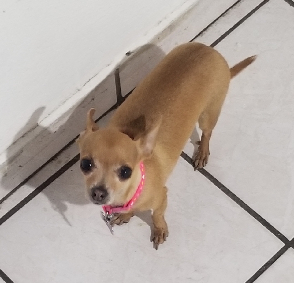 Foto de Mia con microchip 990000012839305