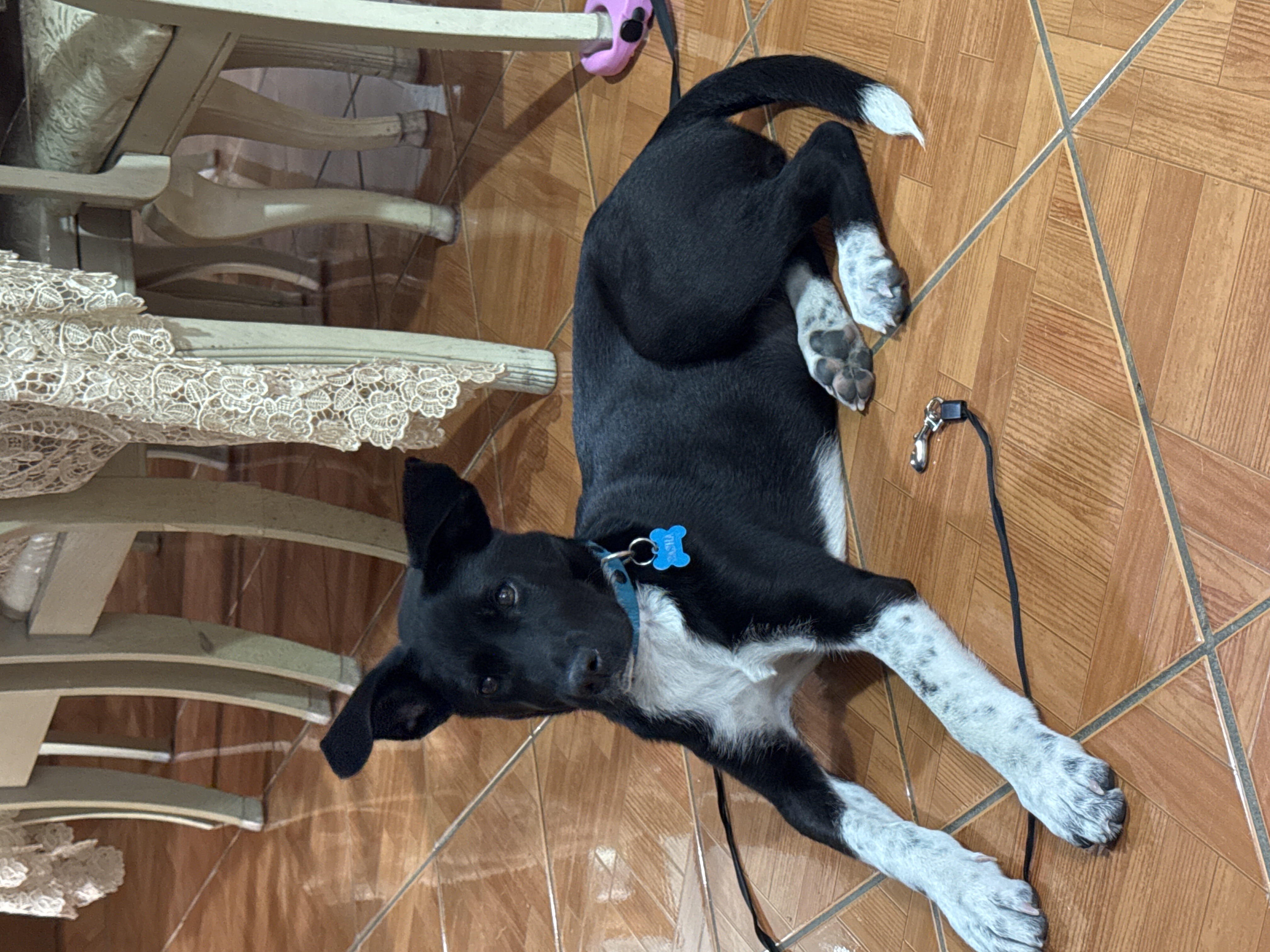 Foto de Sasha Cortez con microchip 990000012823869