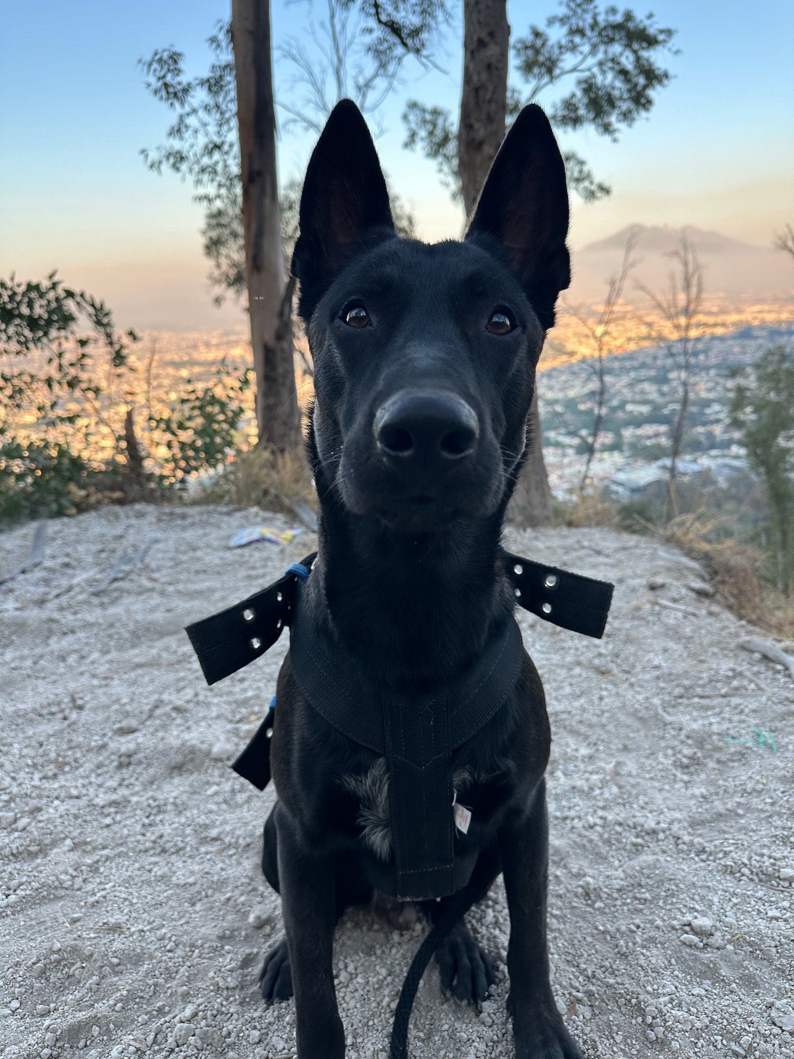 Foto de Ares Smith con microchip 990000014109689