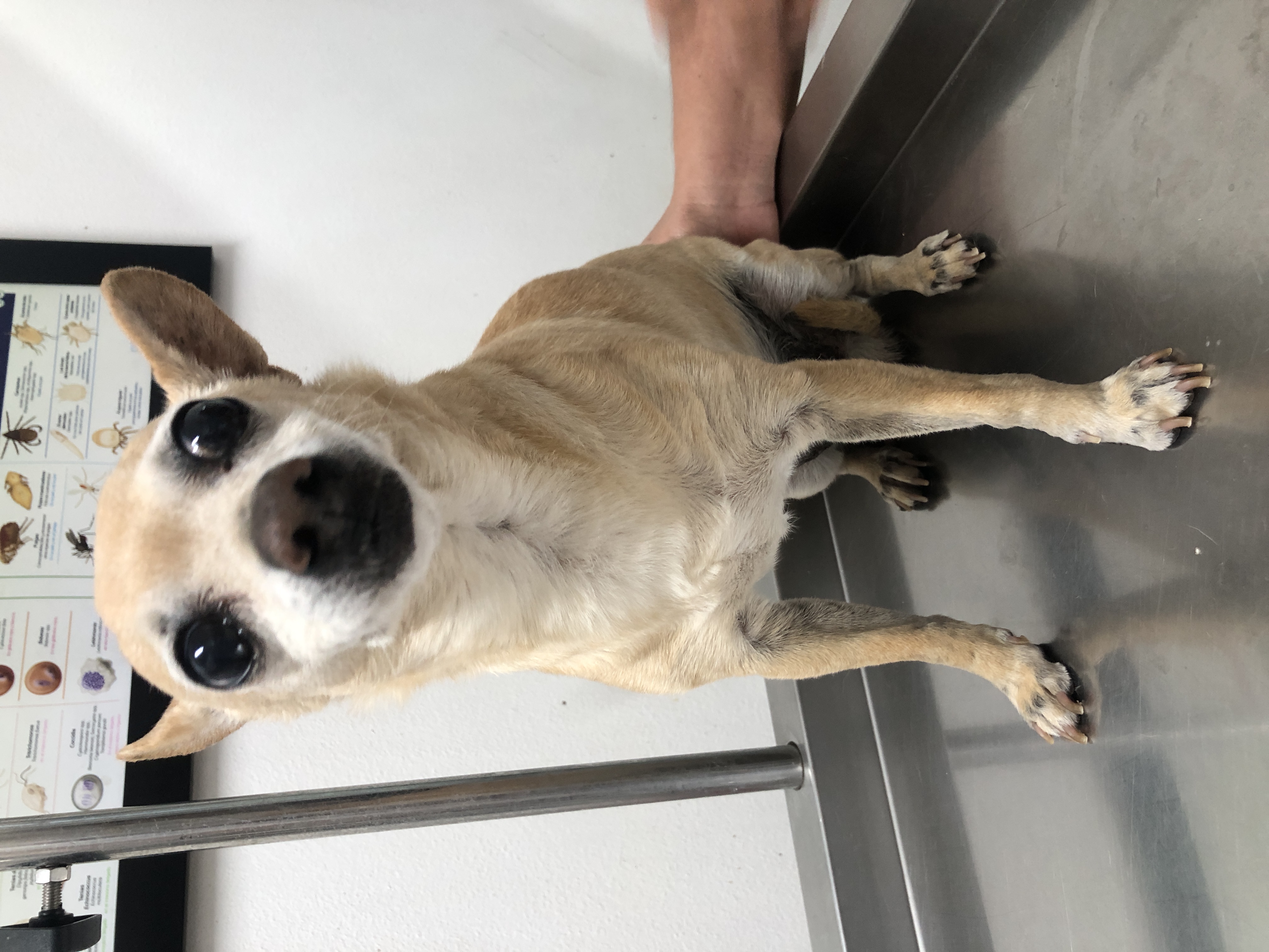 Foto de Chiquillo con microchip 990000012841361