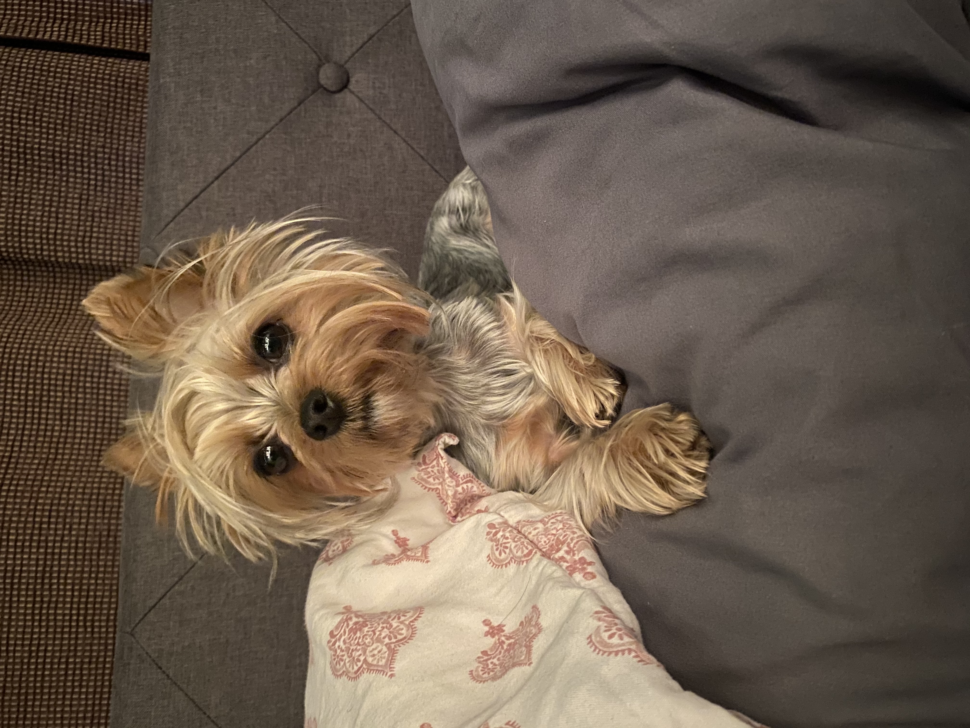 Foto de Boo con microchip 990000012838487