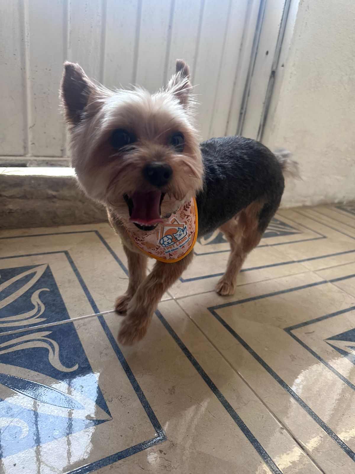 Foto de Chloe con microchip 990000012838275