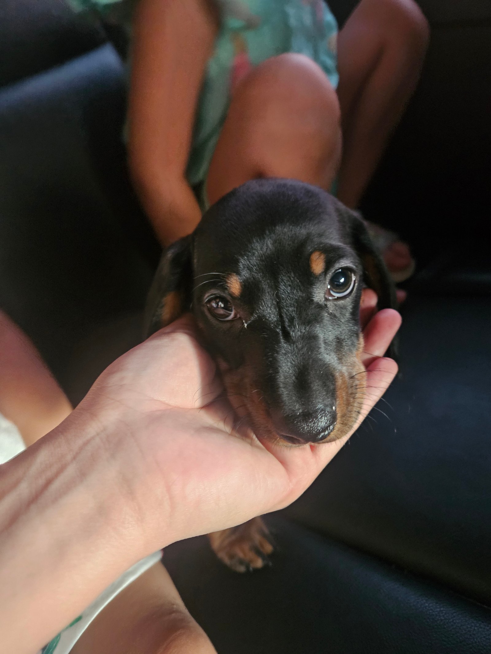 Foto de Camacho con microchip 990000014163961