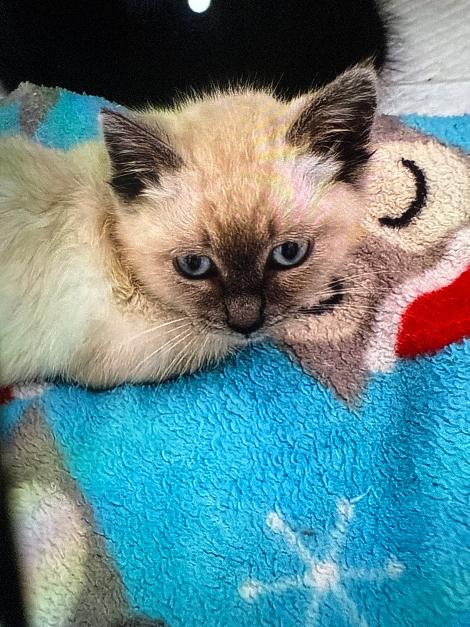 Foto de Sisi con microchip 990000012838971
