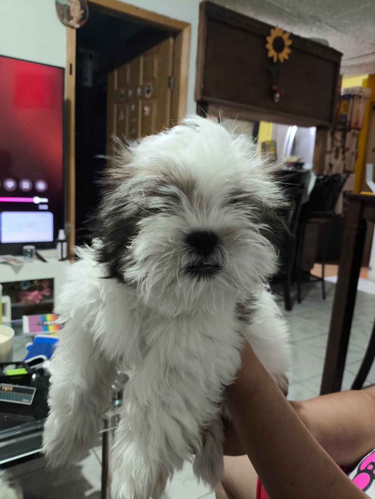 Foto de Tsuki con microchip 990000012842832