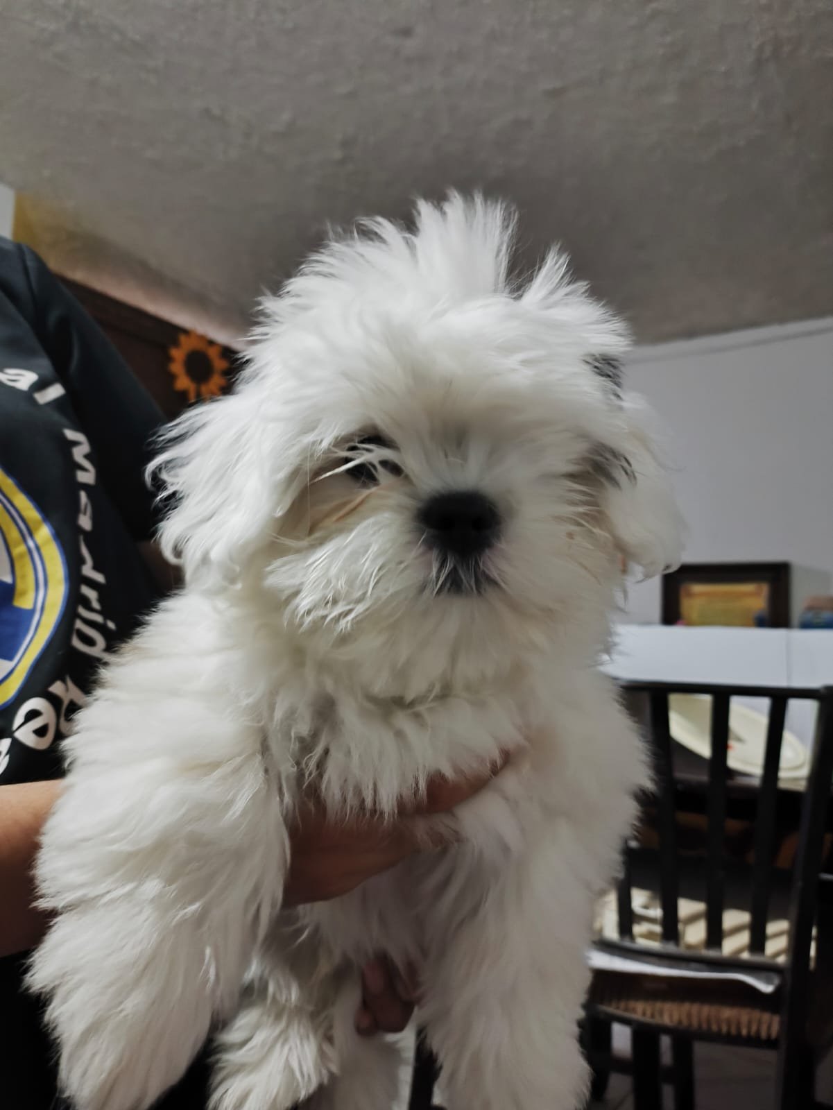 Foto de Wero con microchip 990000012842827