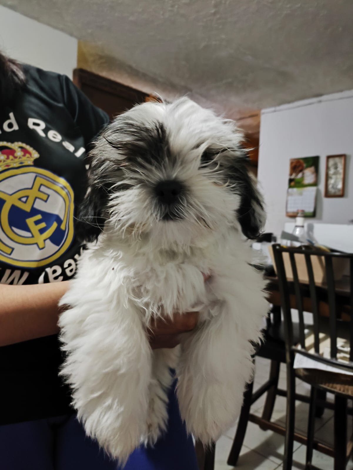 Foto de Jr. con microchip 990000012842421
