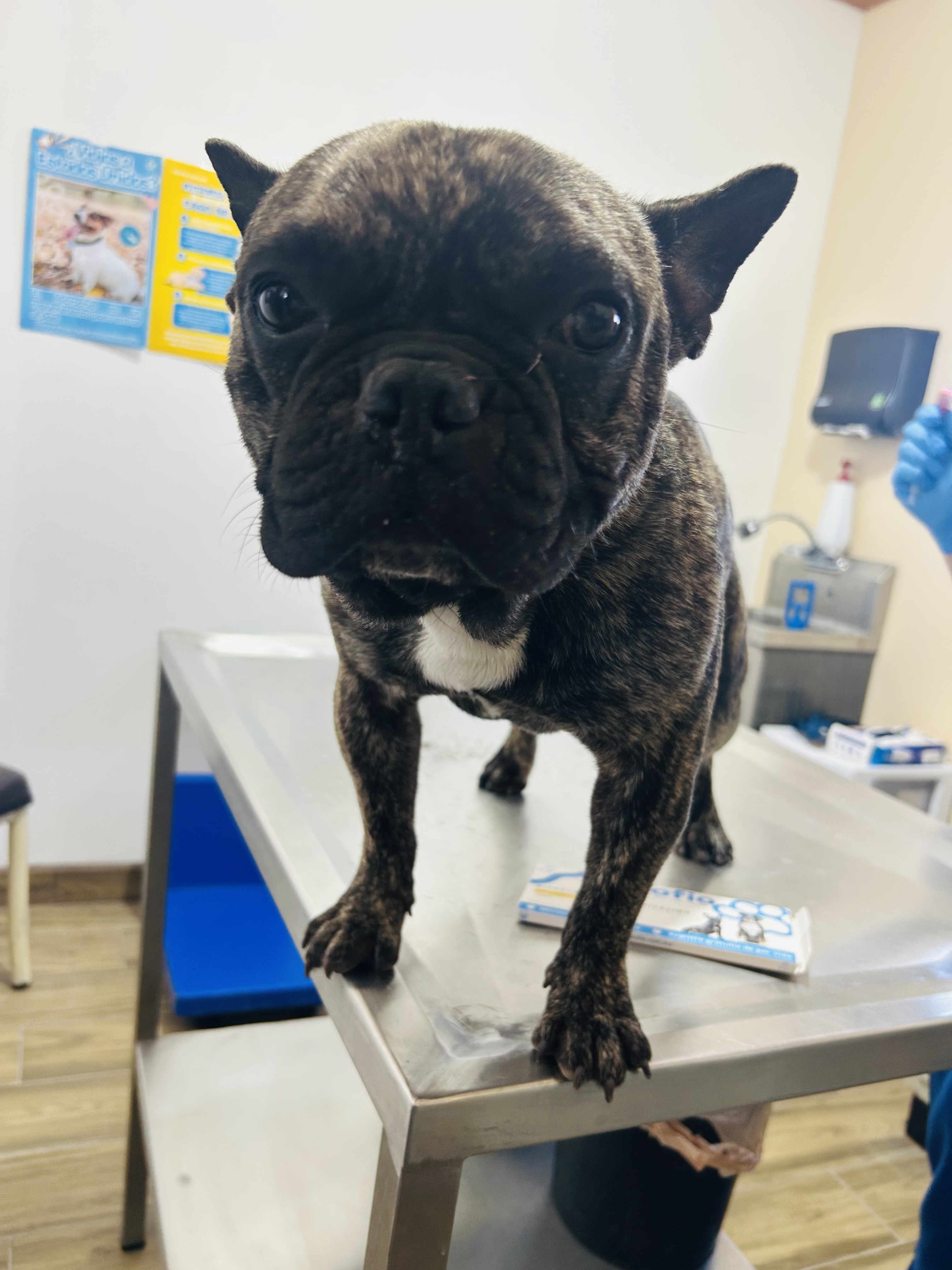 Foto de CHAPO con microchip 990000012840645