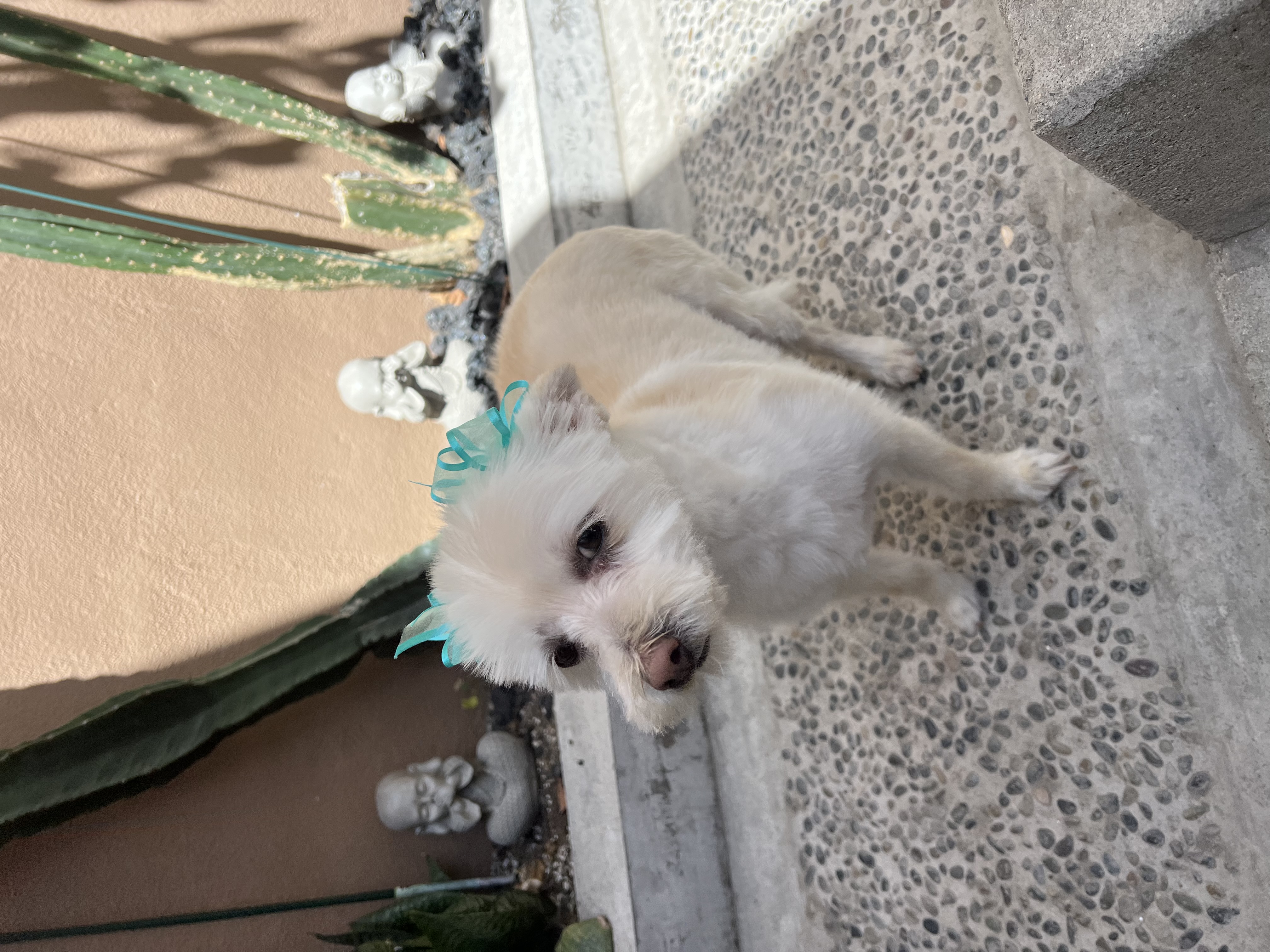 Foto de Miel con microchip 990000012836512