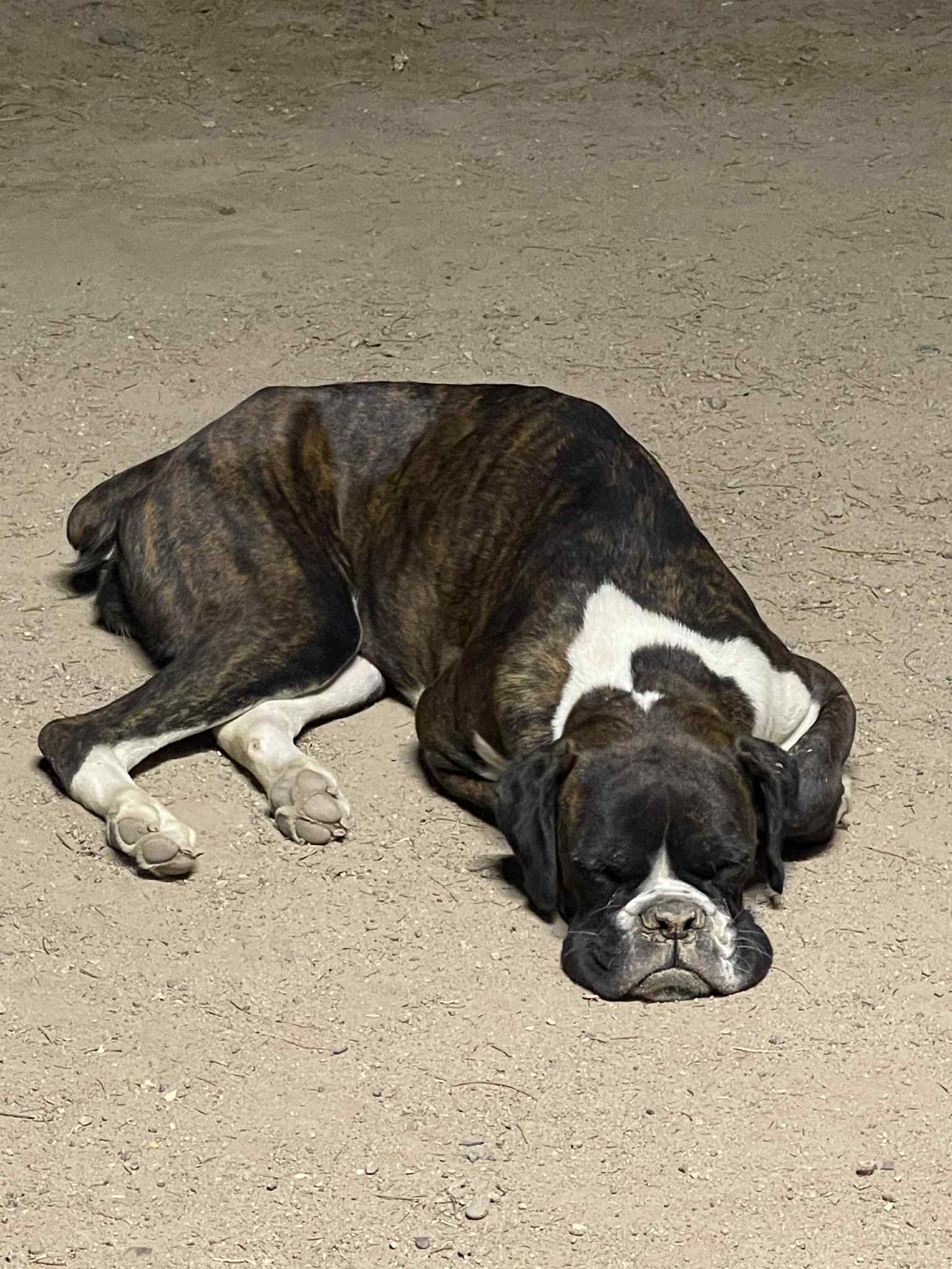 Foto de chata con microchip 990000012839224