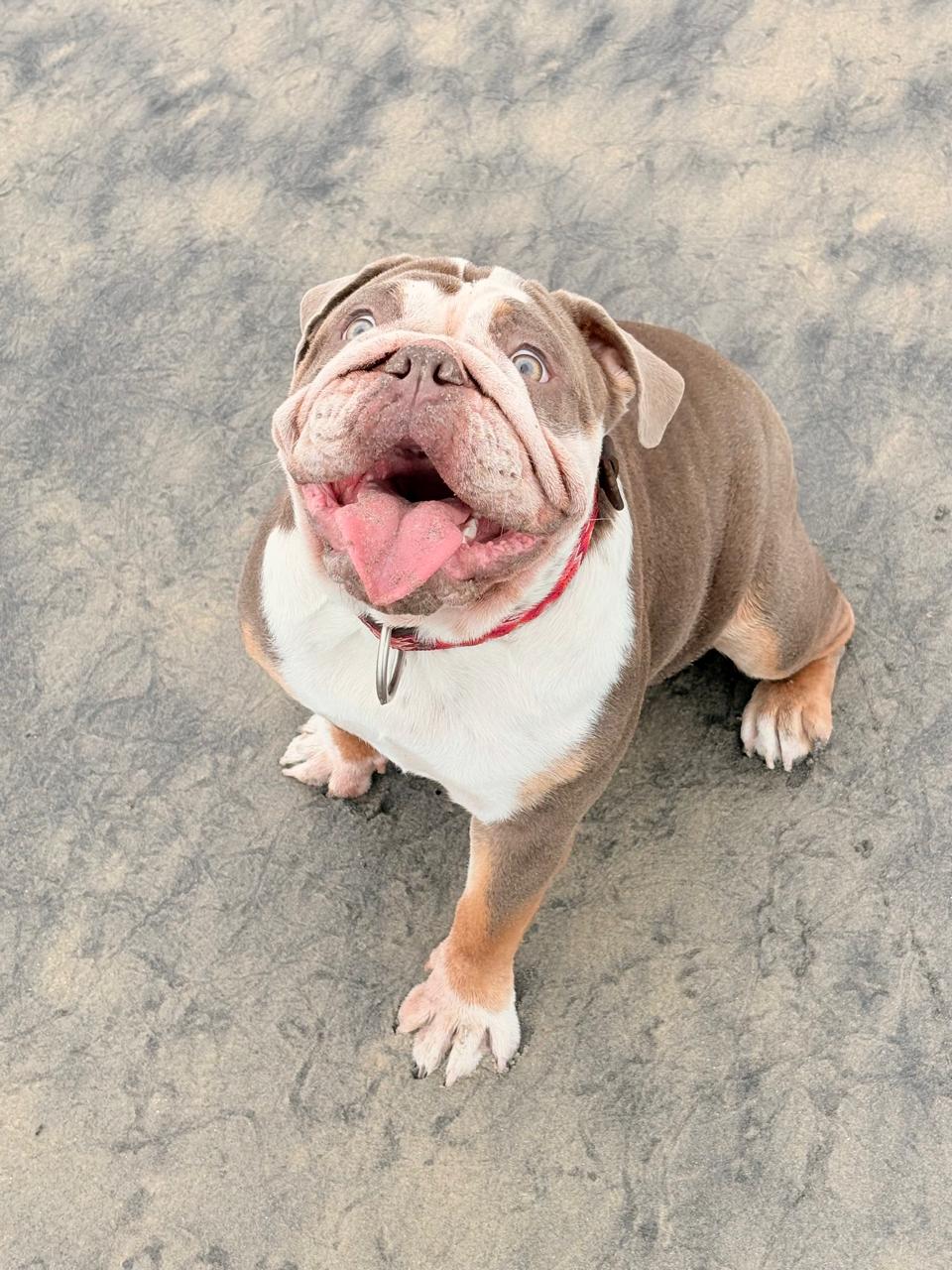 Foto de Honey con microchip 990000012849485