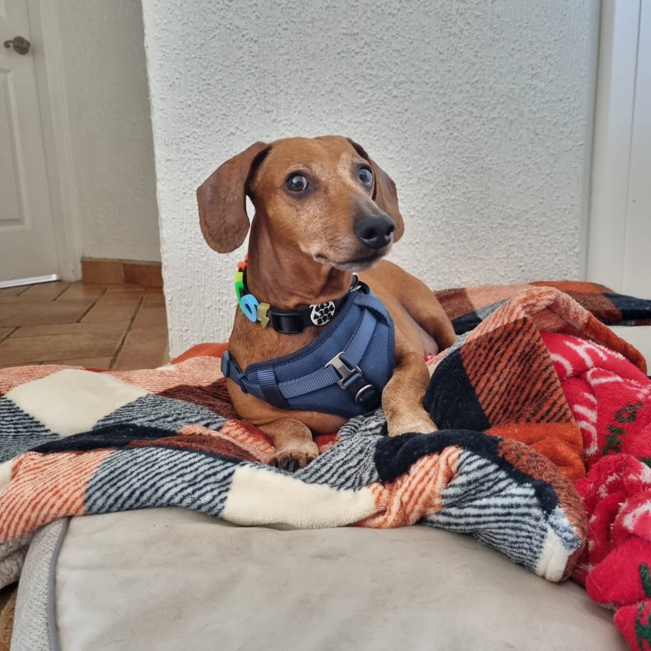 Foto de Manolo con microchip 990000012834442