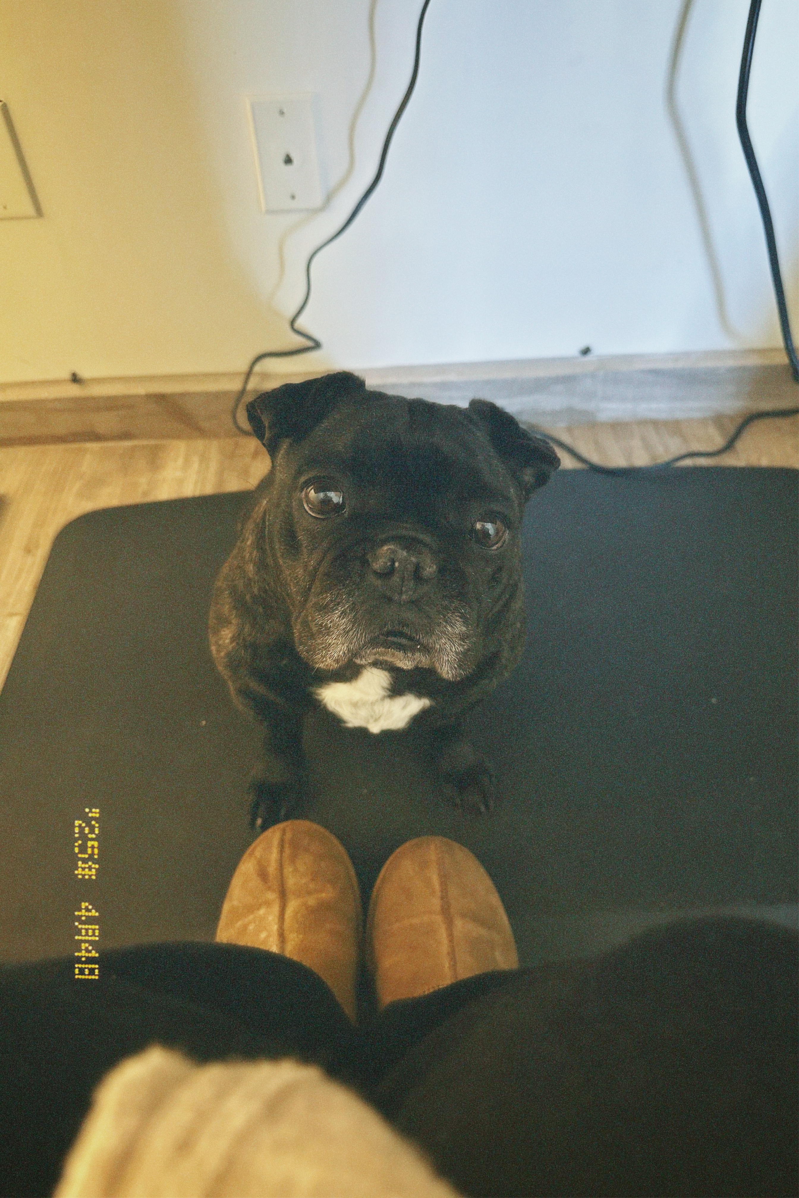 Foto de Gorda con microchip 990000012836565