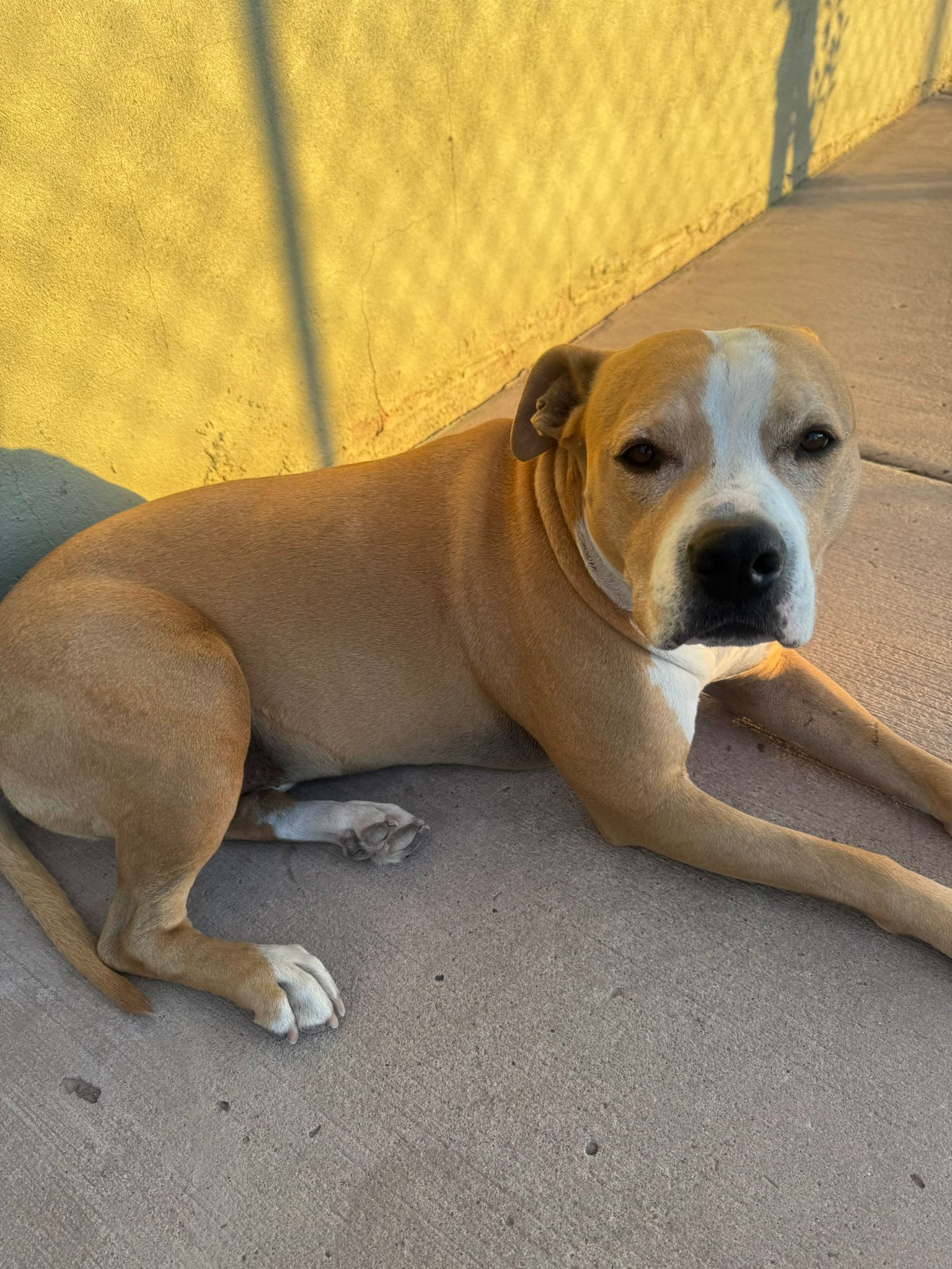Foto de ROCKO con microchip 990000012839975