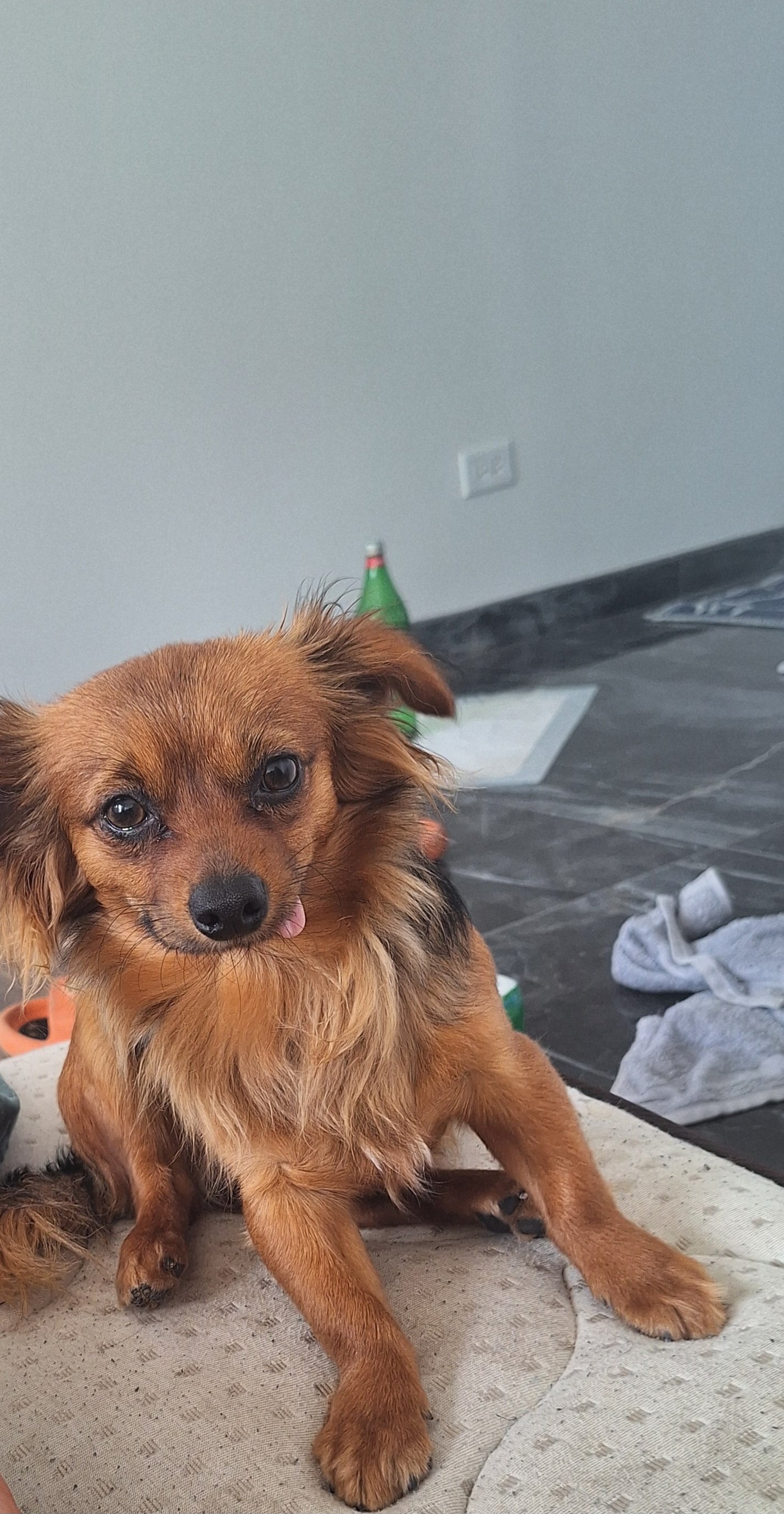 Foto de Tim con microchip 990000012843457