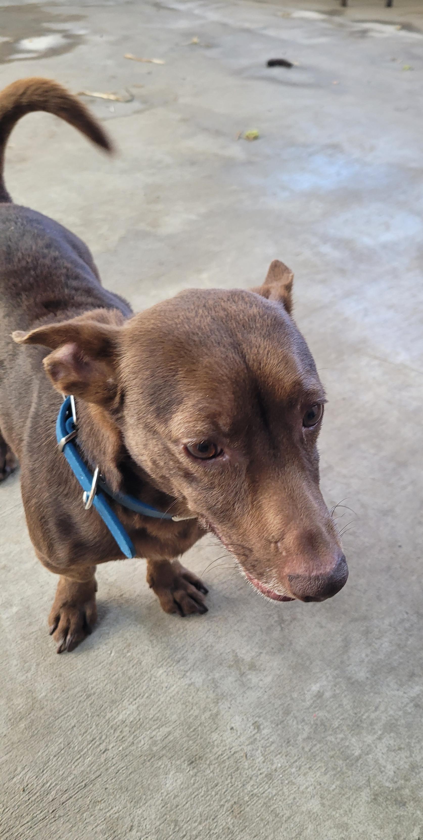 Foto de Billy con microchip 990000012834690
