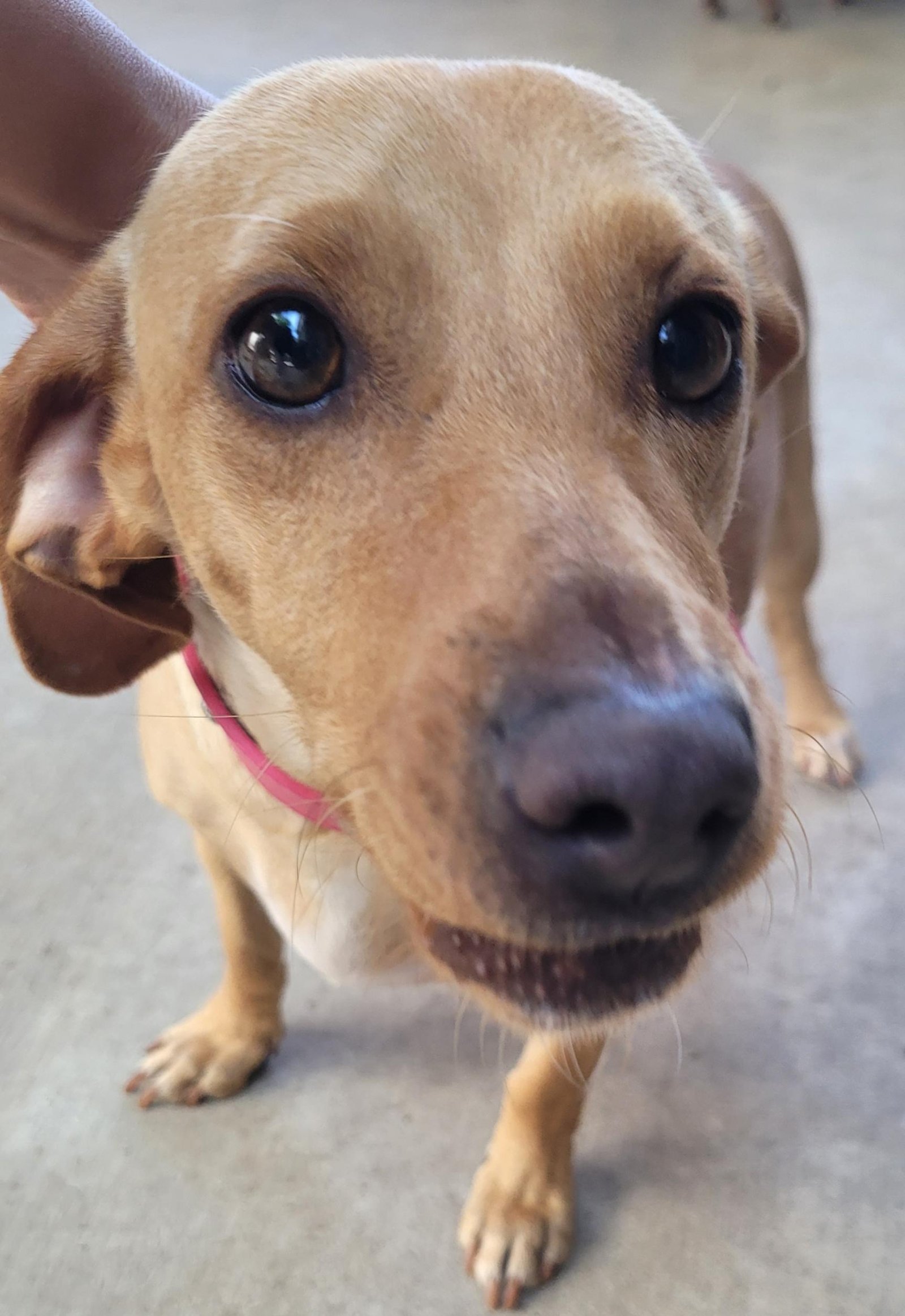 Foto de Mandy con microchip 990000012835363
