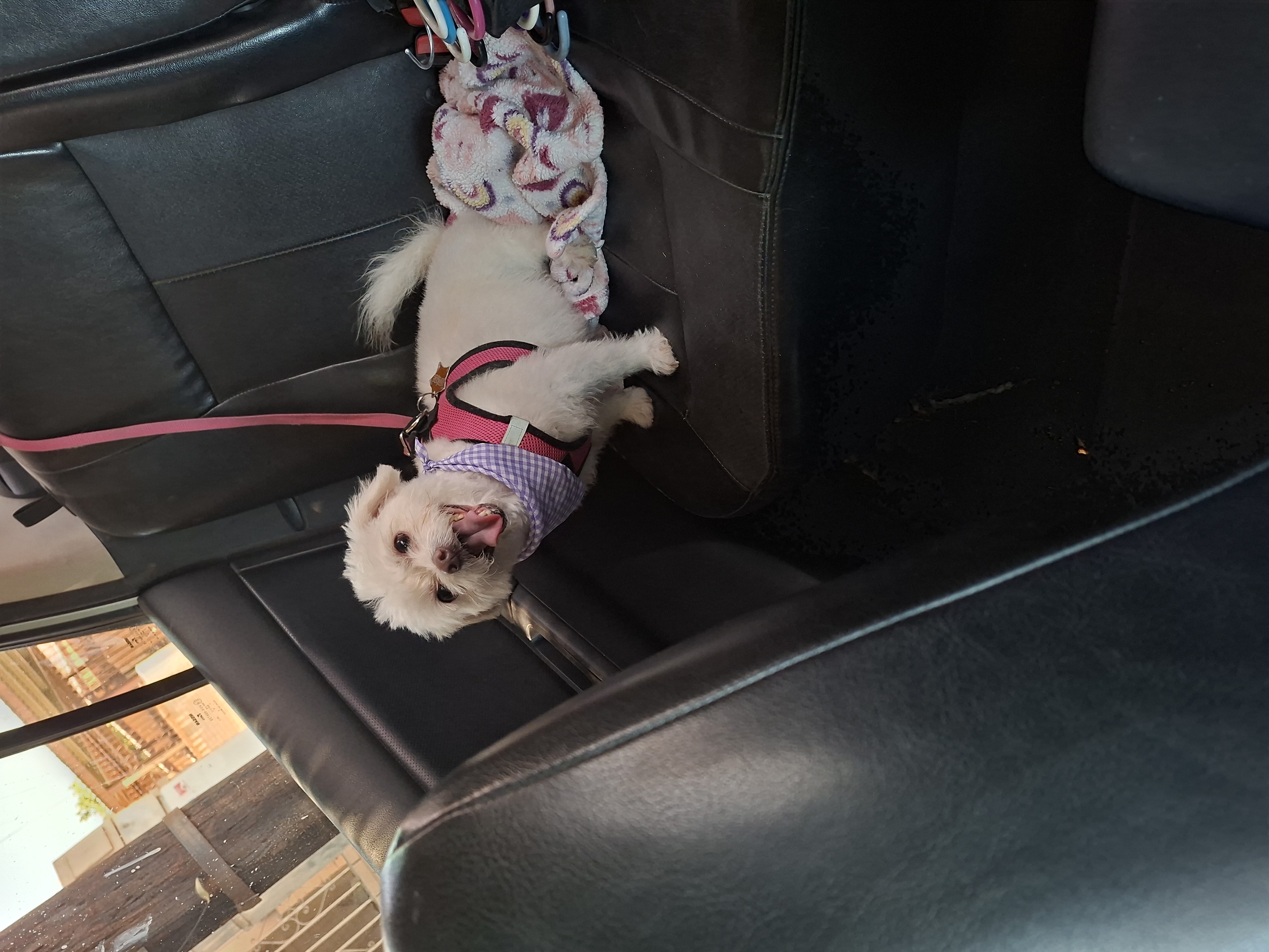 Foto de Horchata con microchip 990000012824809