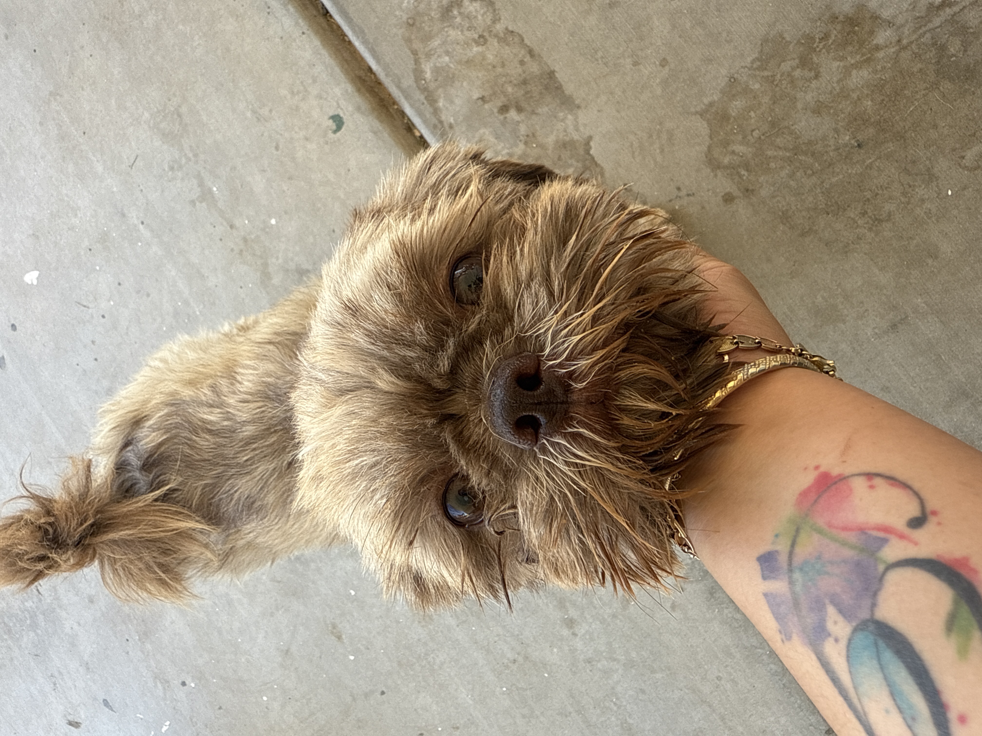 Foto de Brawnie con microchip 990000012838996