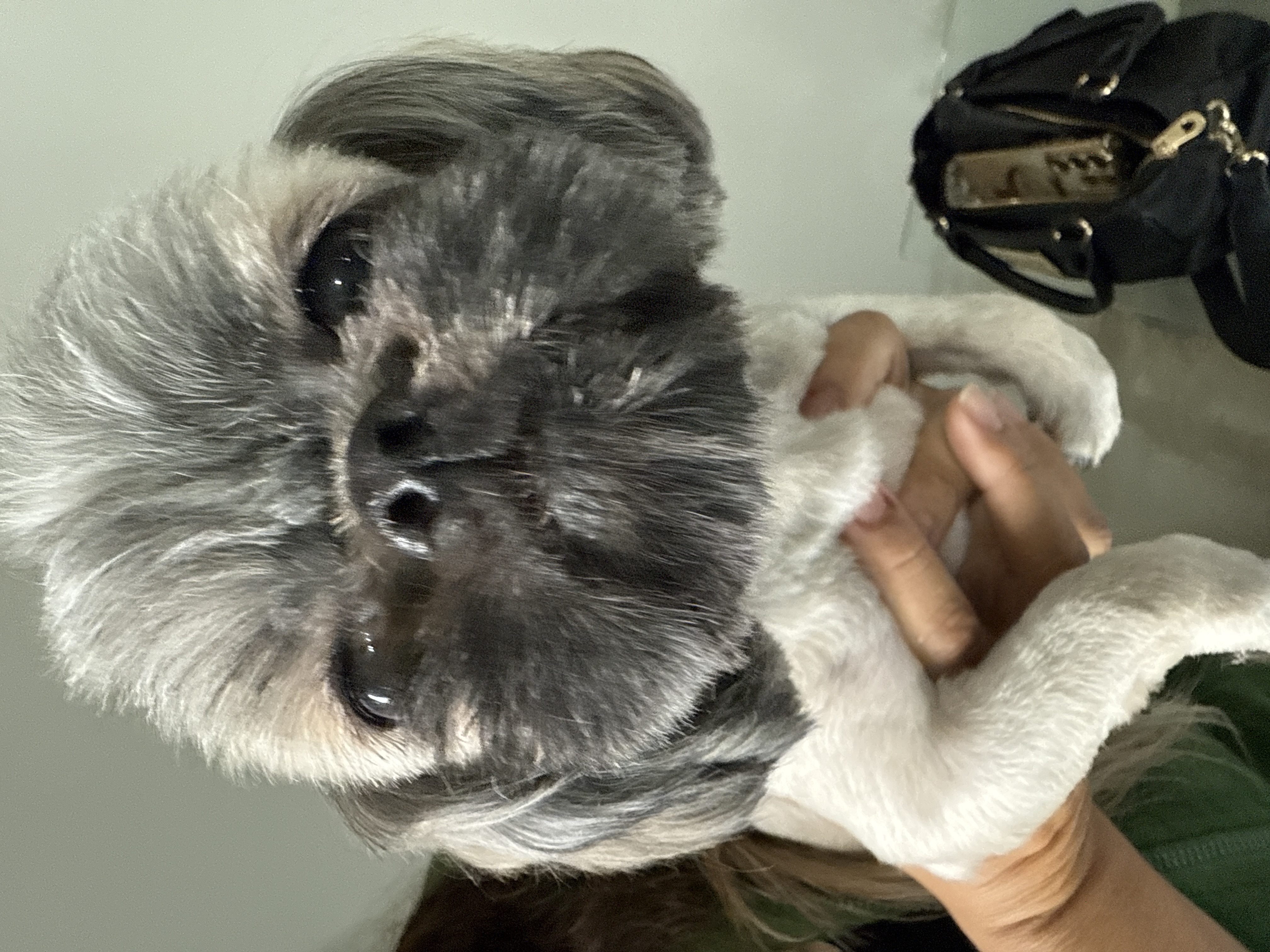 Foto de Chucky con microchip 990000012843539