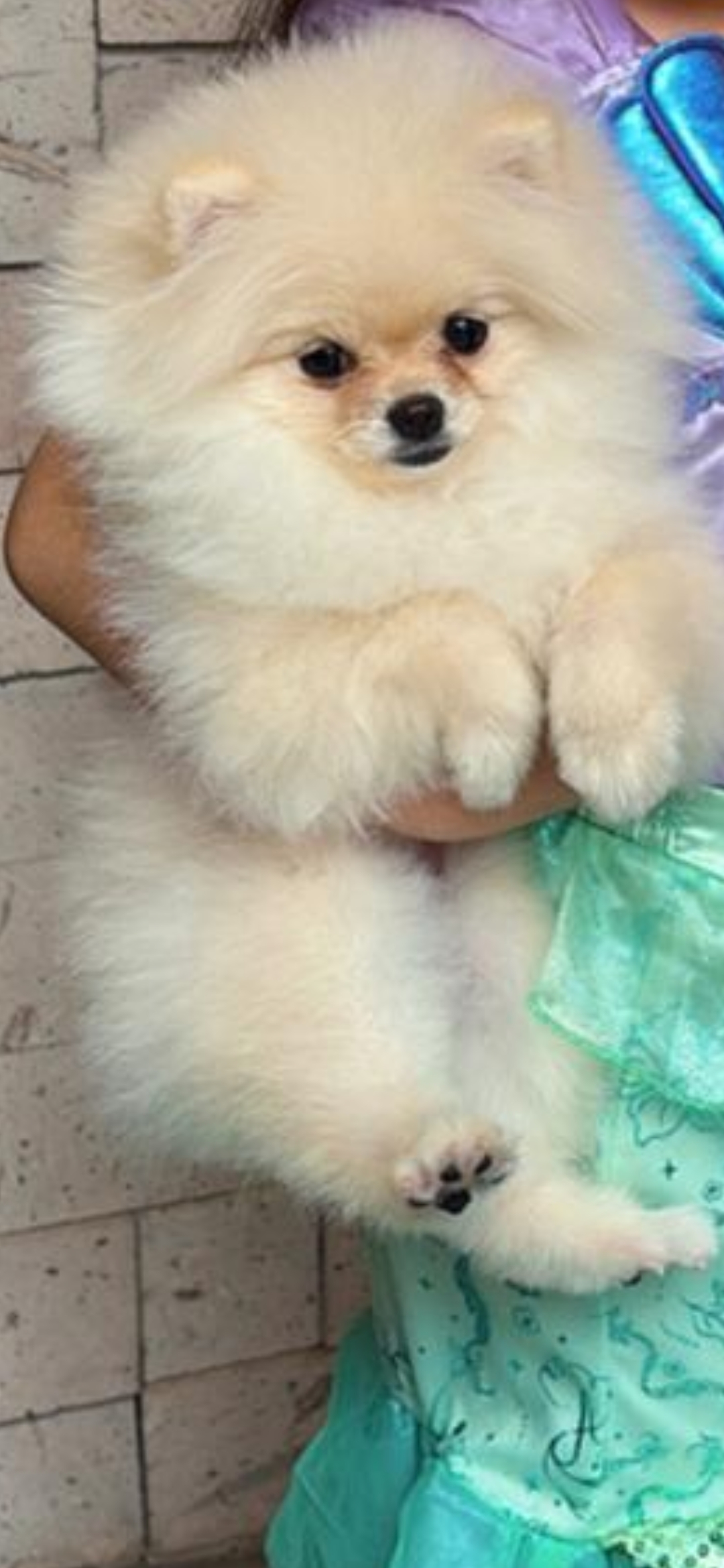 Foto de Mollie Heinecke con microchip 990000014111430