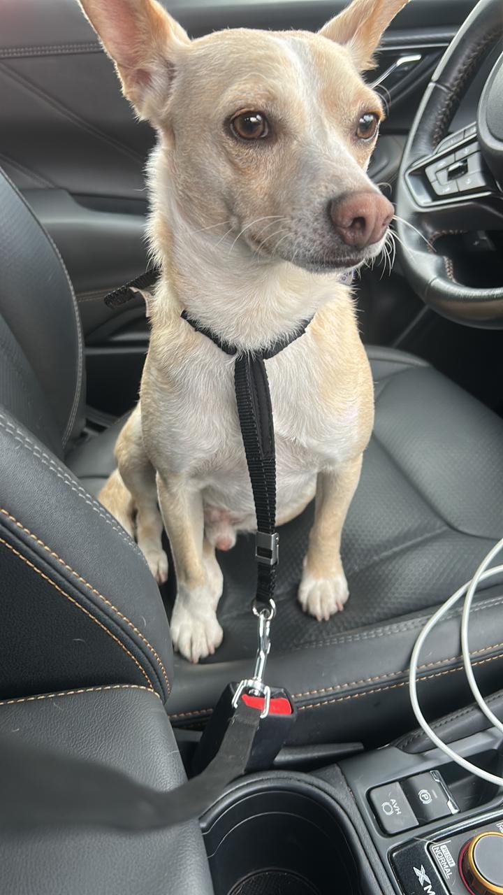 Foto de PETER con microchip 990000012821108