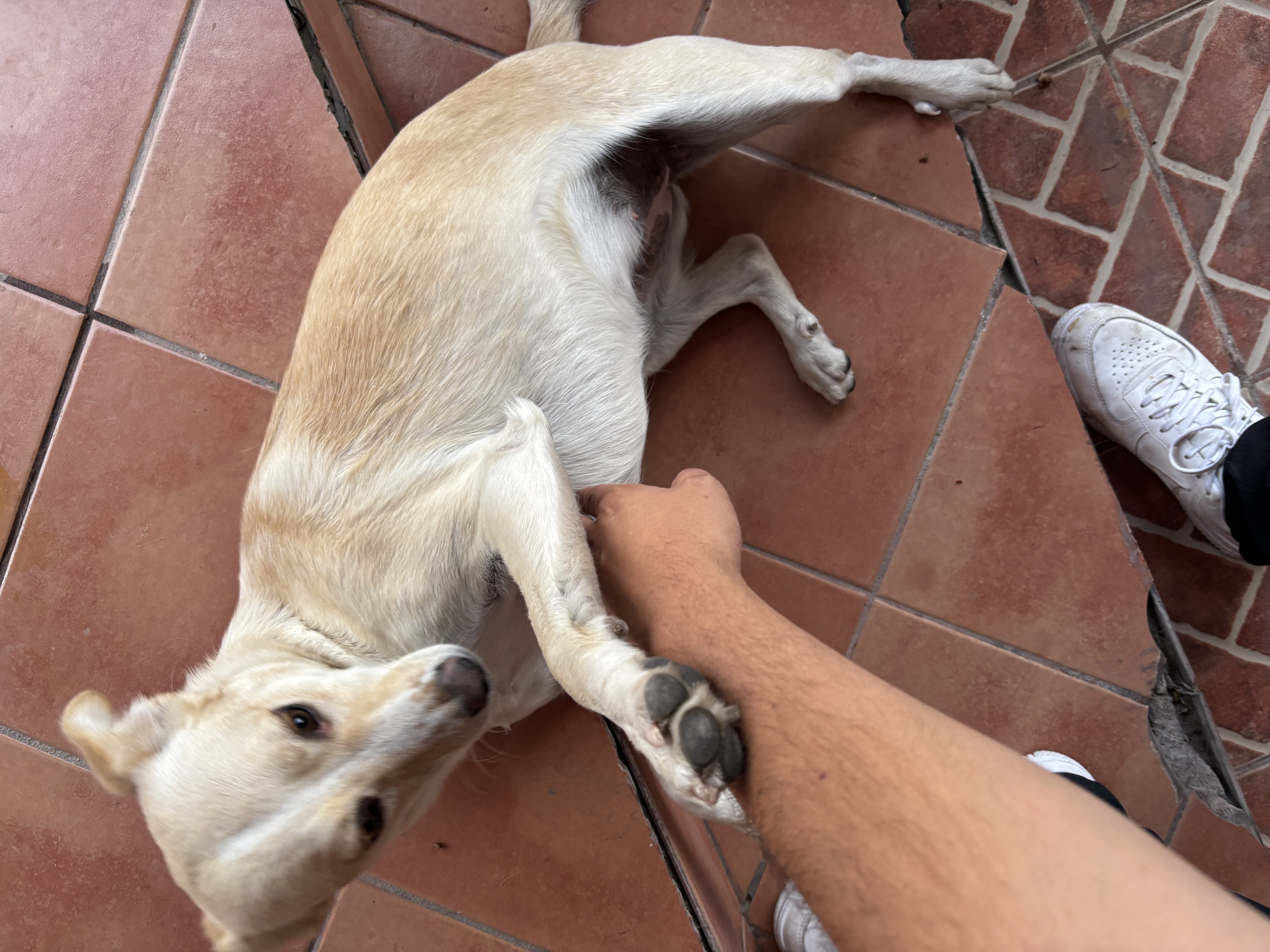 Foto de Nala con microchip 990000014163448