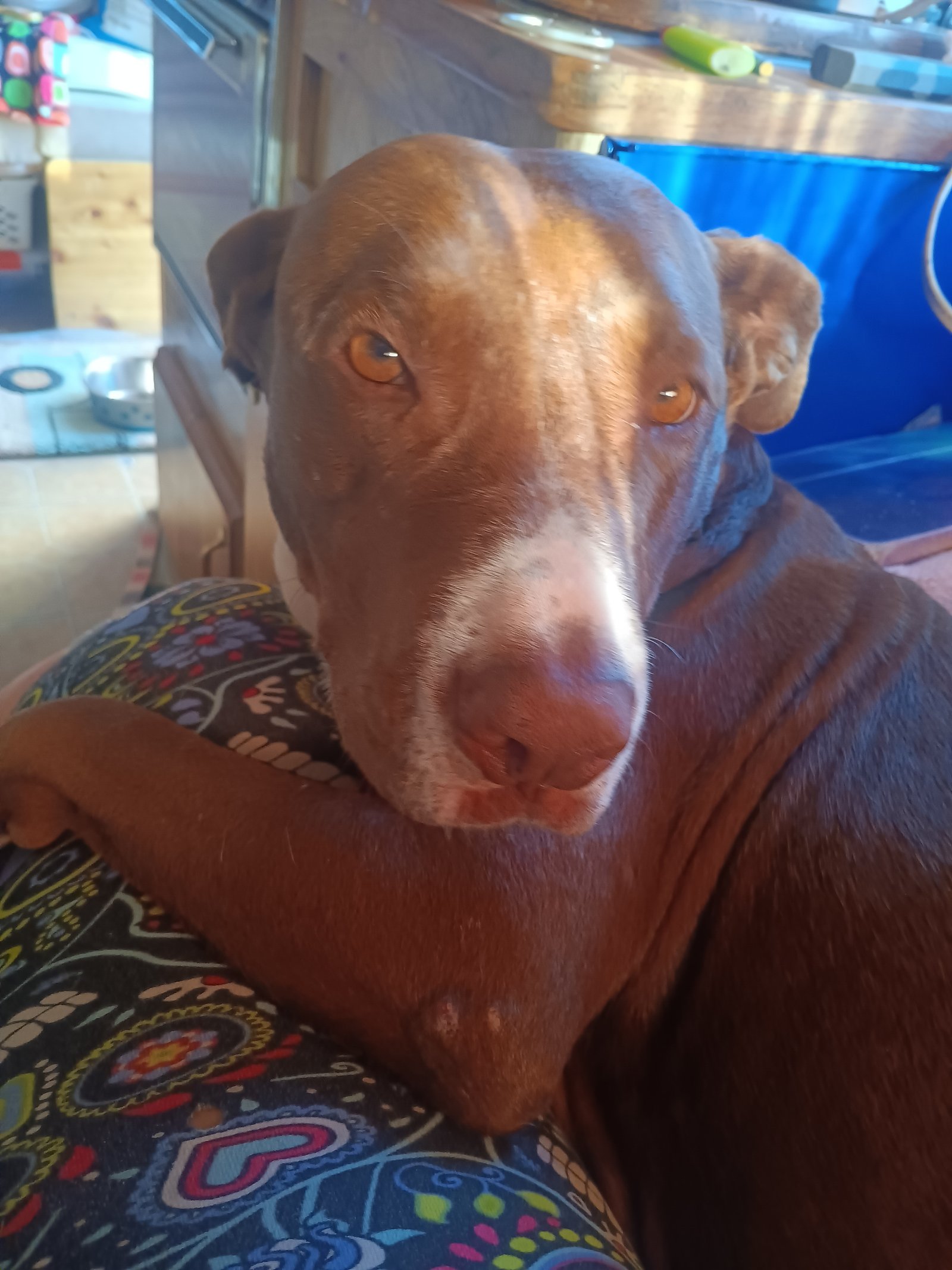 Foto de MIA con microchip 990000012838752