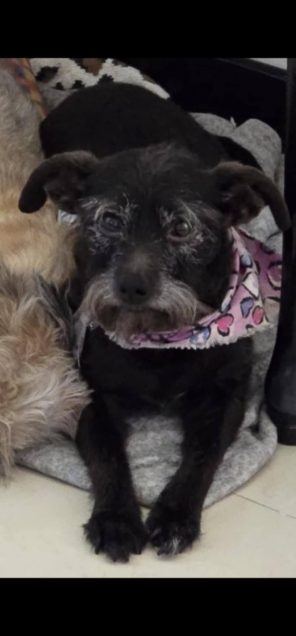 Foto de LULU con microchip 990000012836057