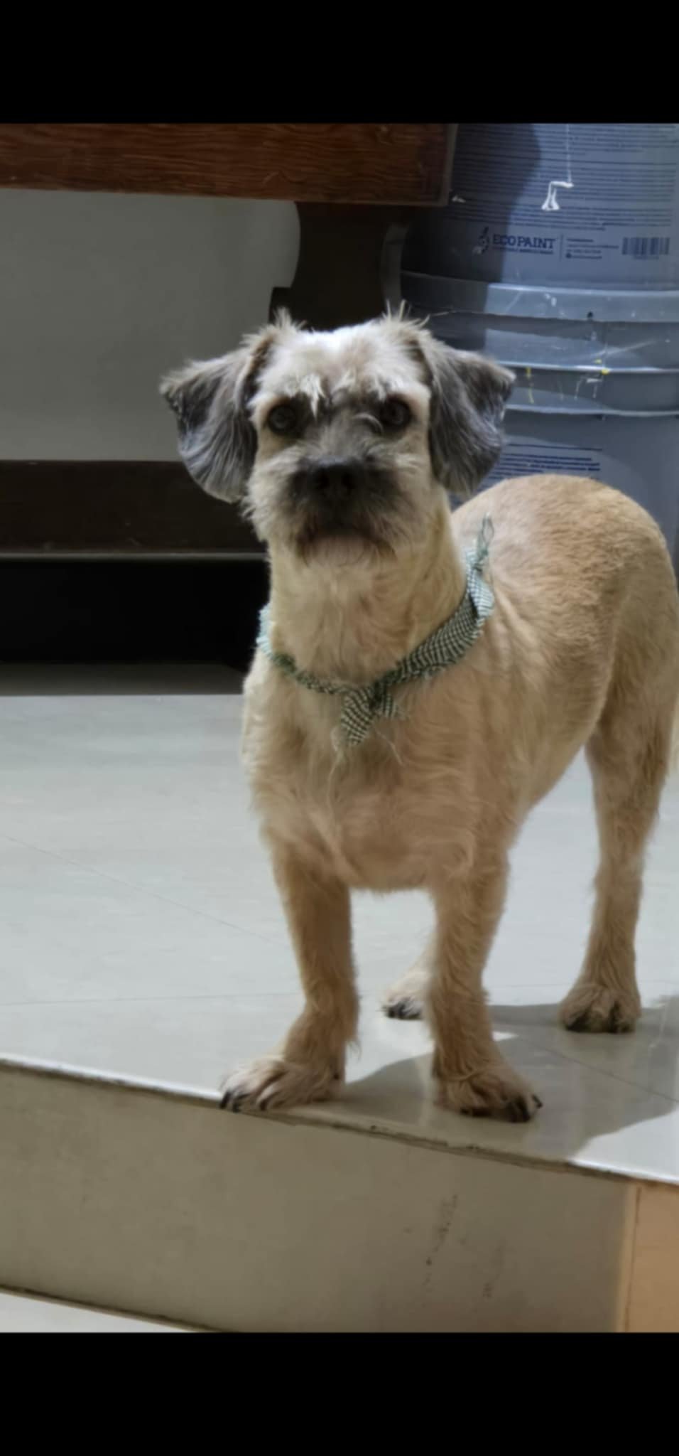 Foto de PEPE con microchip 990000012841803