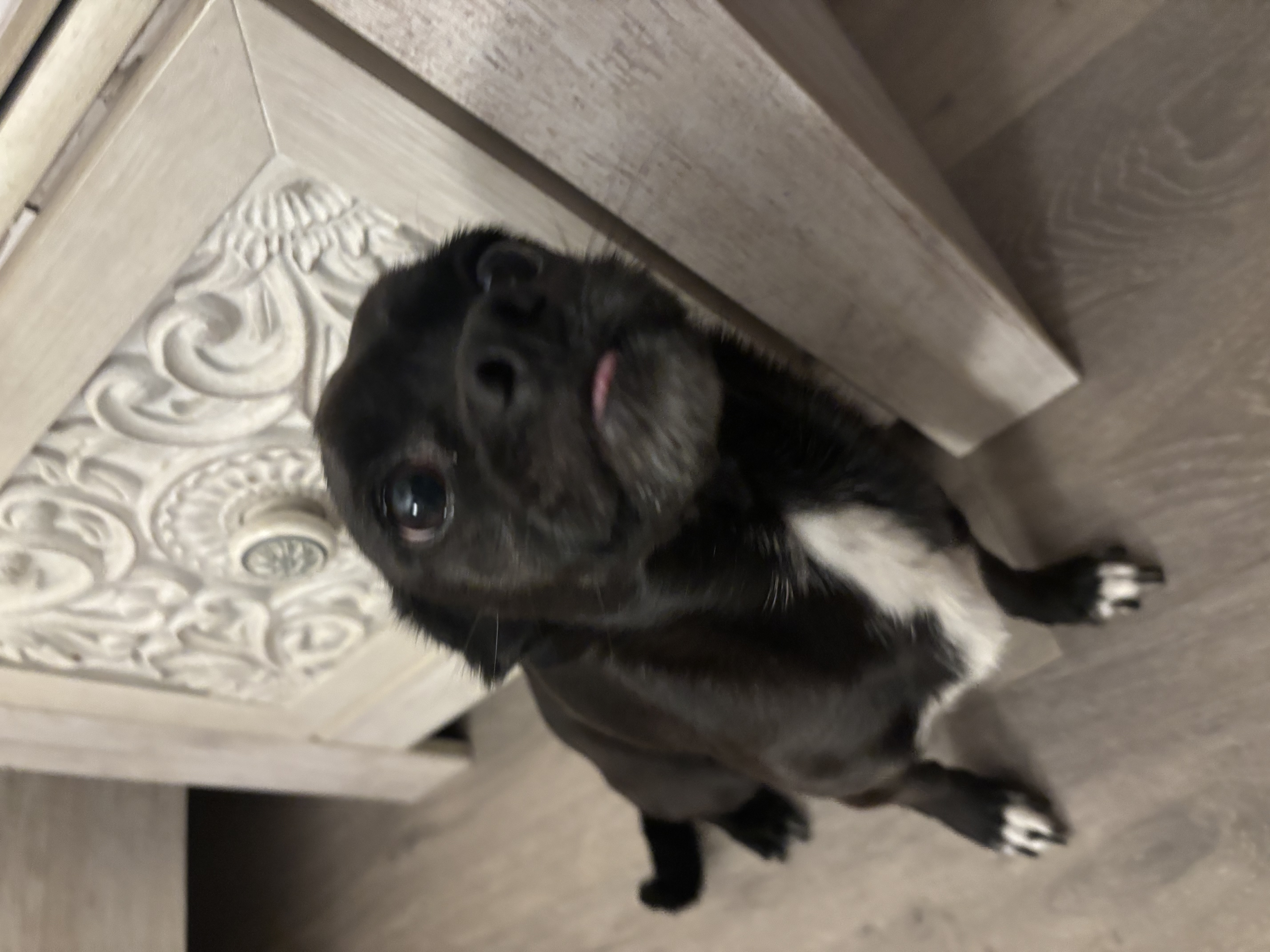 Foto de Luna May Fuentes con microchip 990000012826365