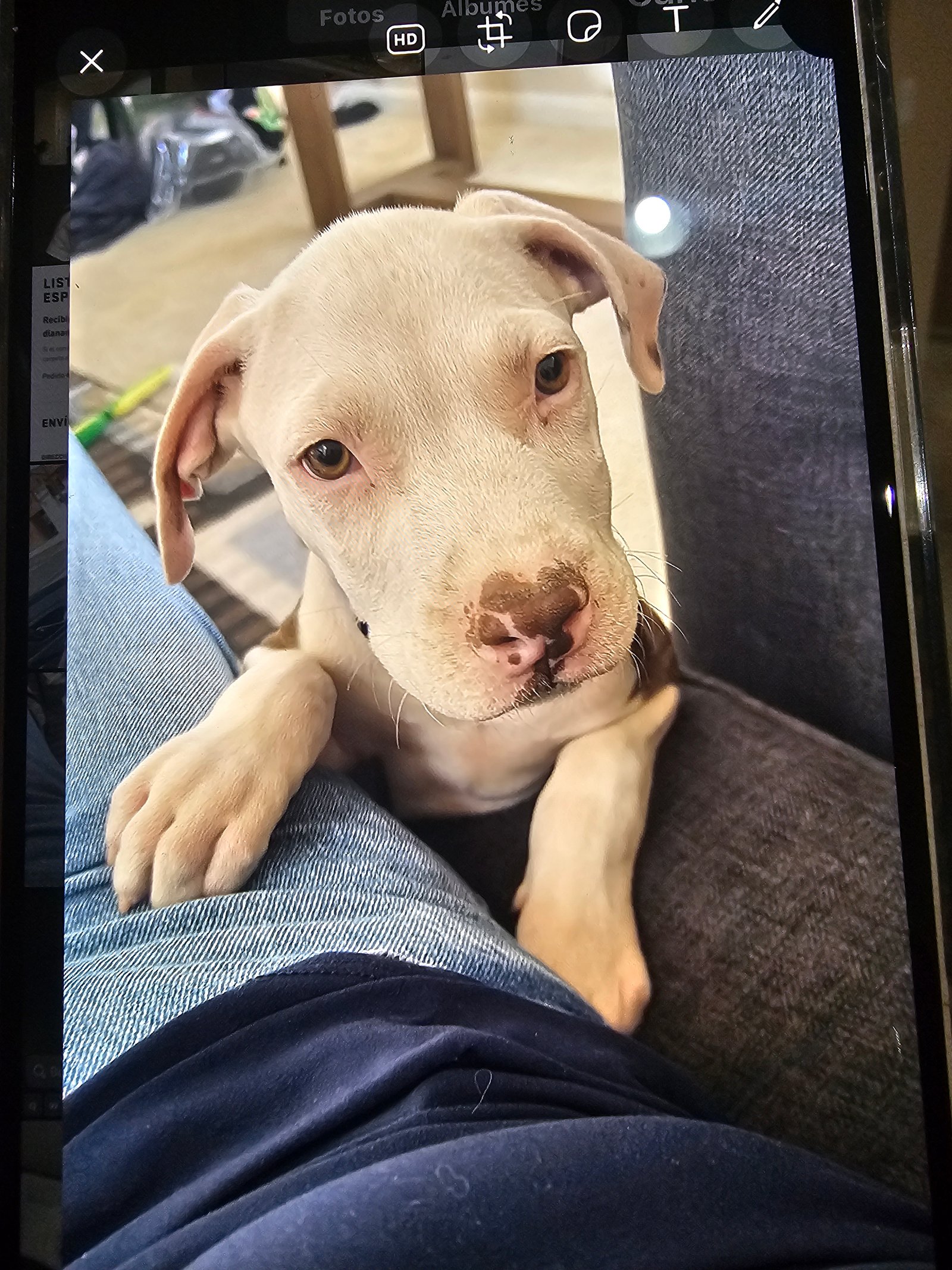 Foto de Bowser con microchip 990000012842028