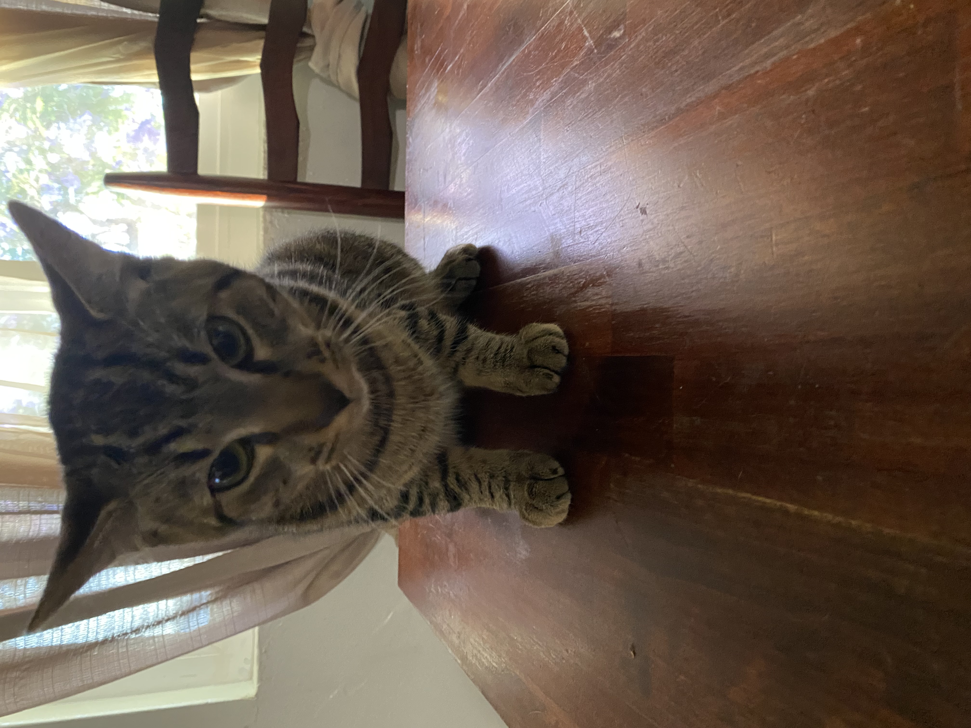 Foto de Toby con microchip 990000012823272