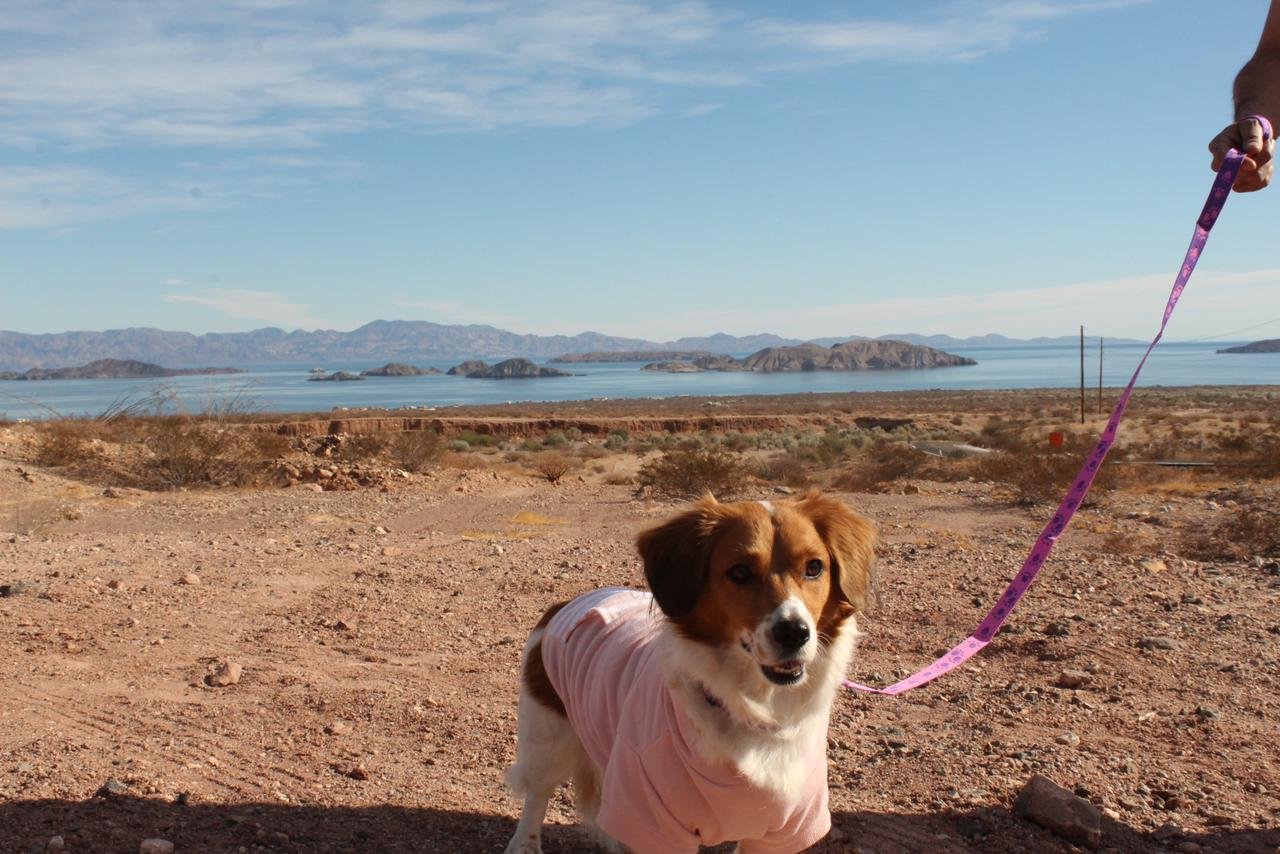 Foto de Cookie con microchip 990000012840364