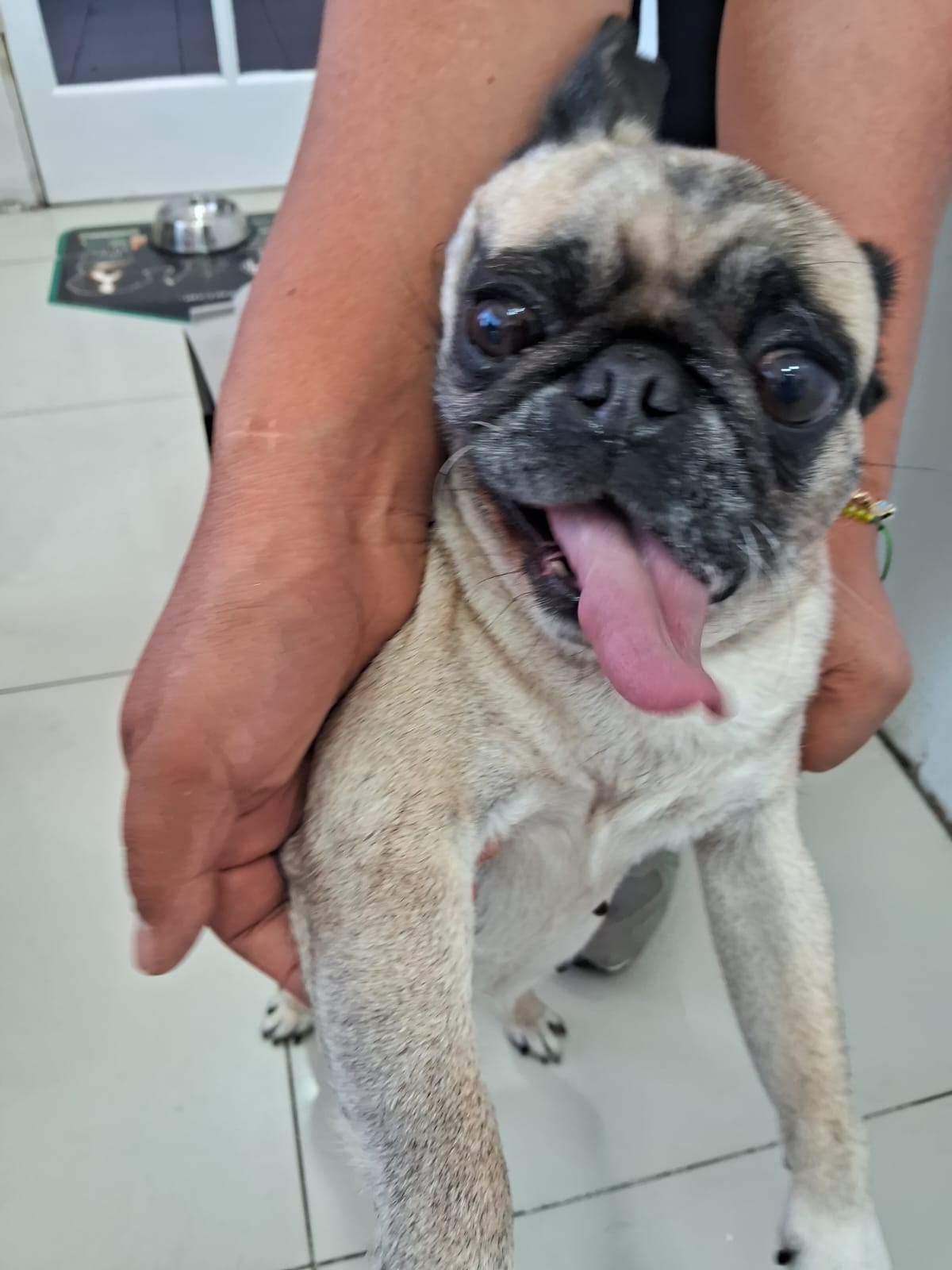 Foto de matcha con microchip 990000012836405