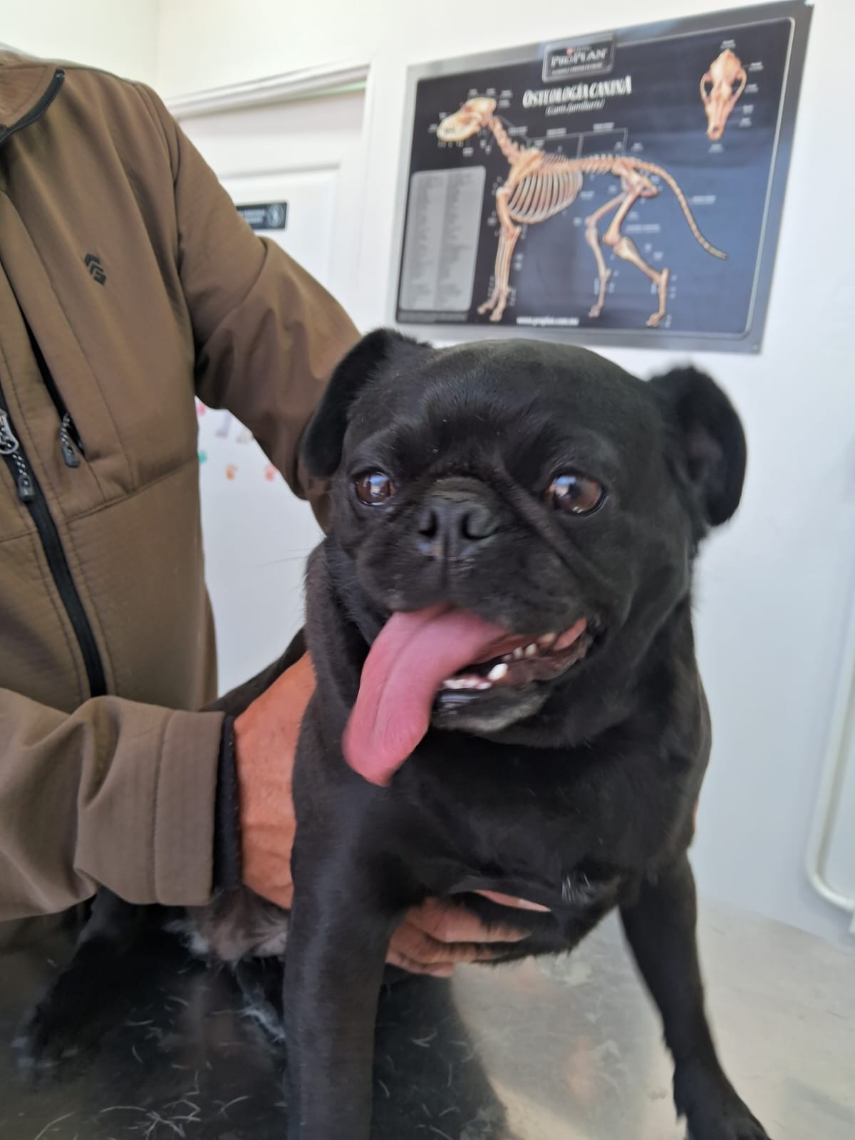 Foto de Prieta con microchip 990000012836463