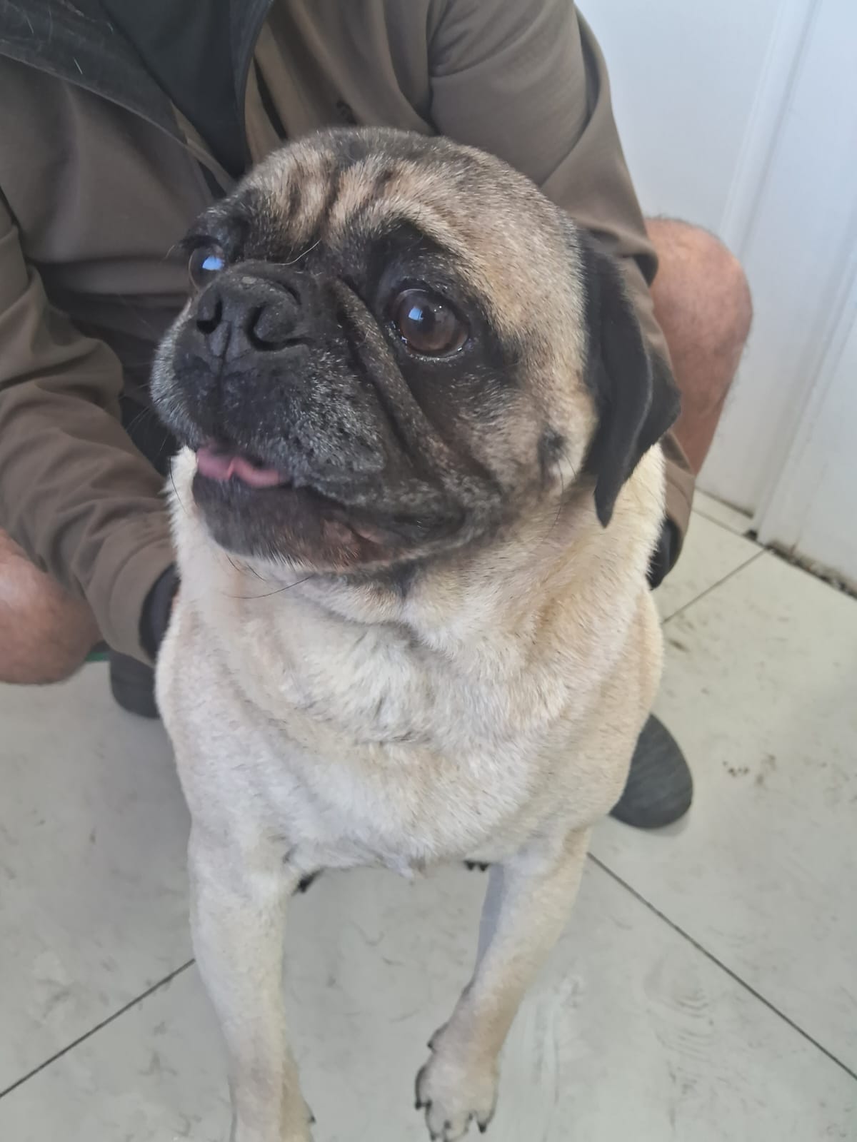 Foto de Lucas con microchip 990000012836777