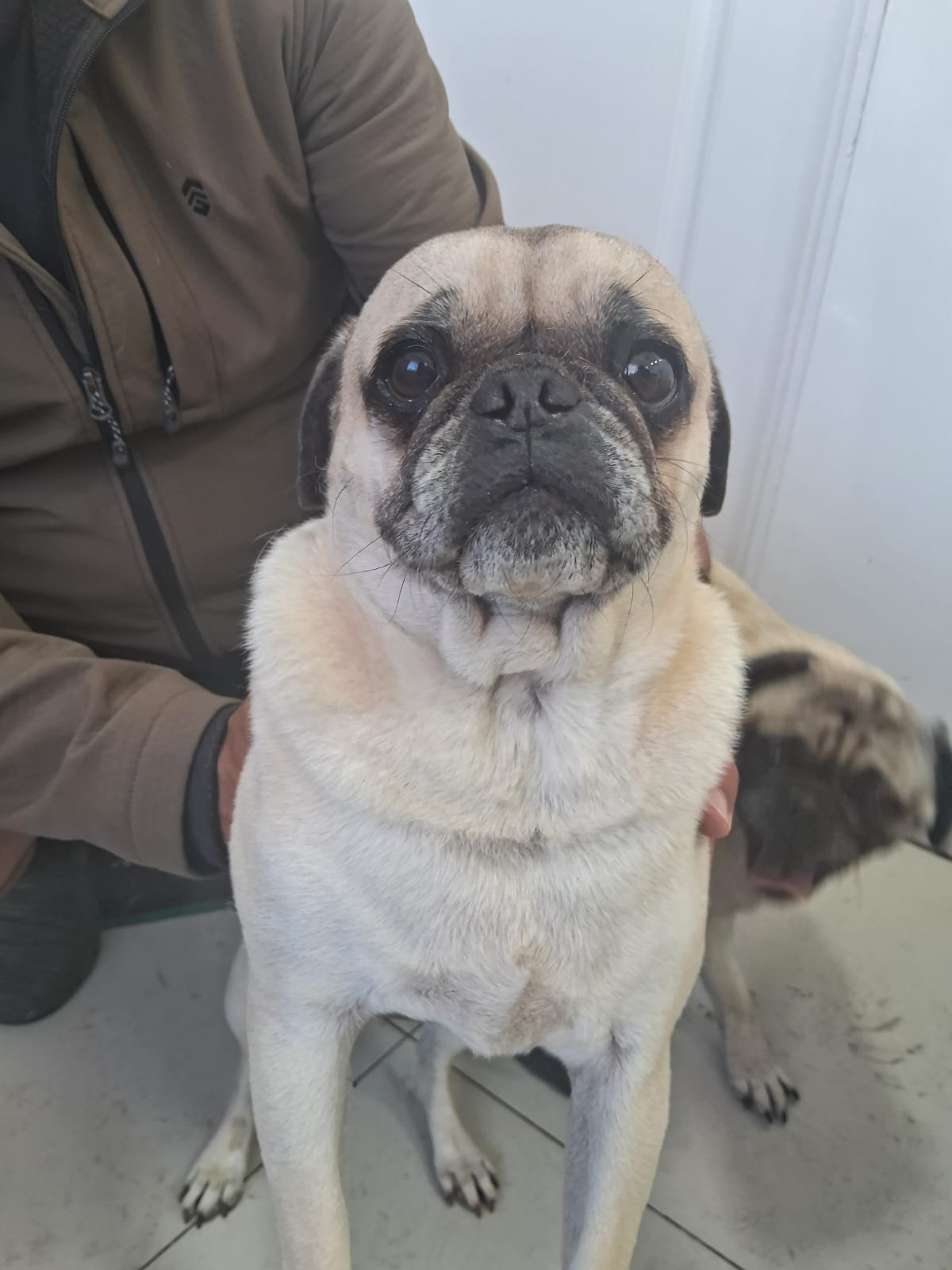 Foto de Papacho con microchip 990000012837315