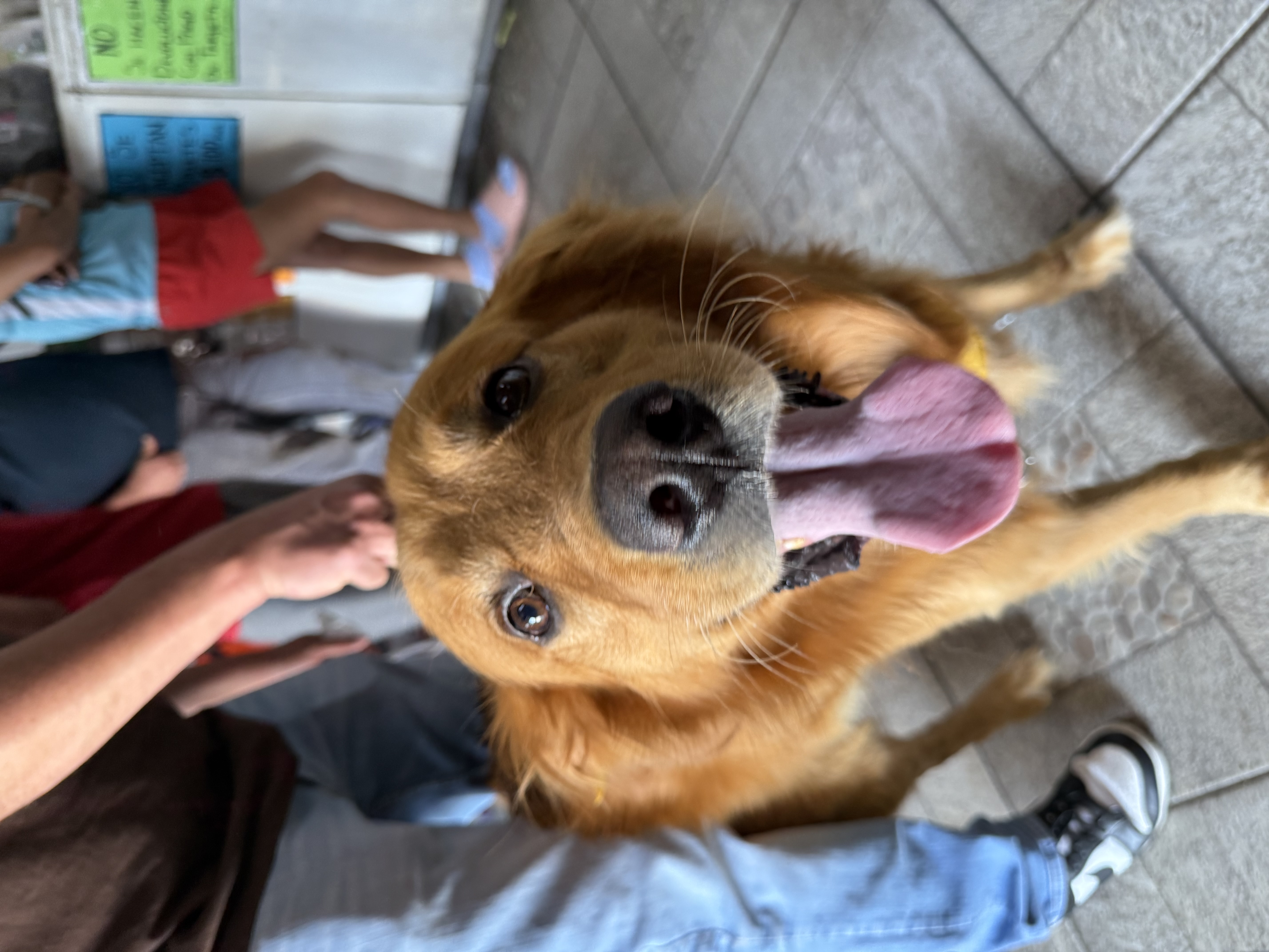 Foto de Benji con microchip 990000012843480