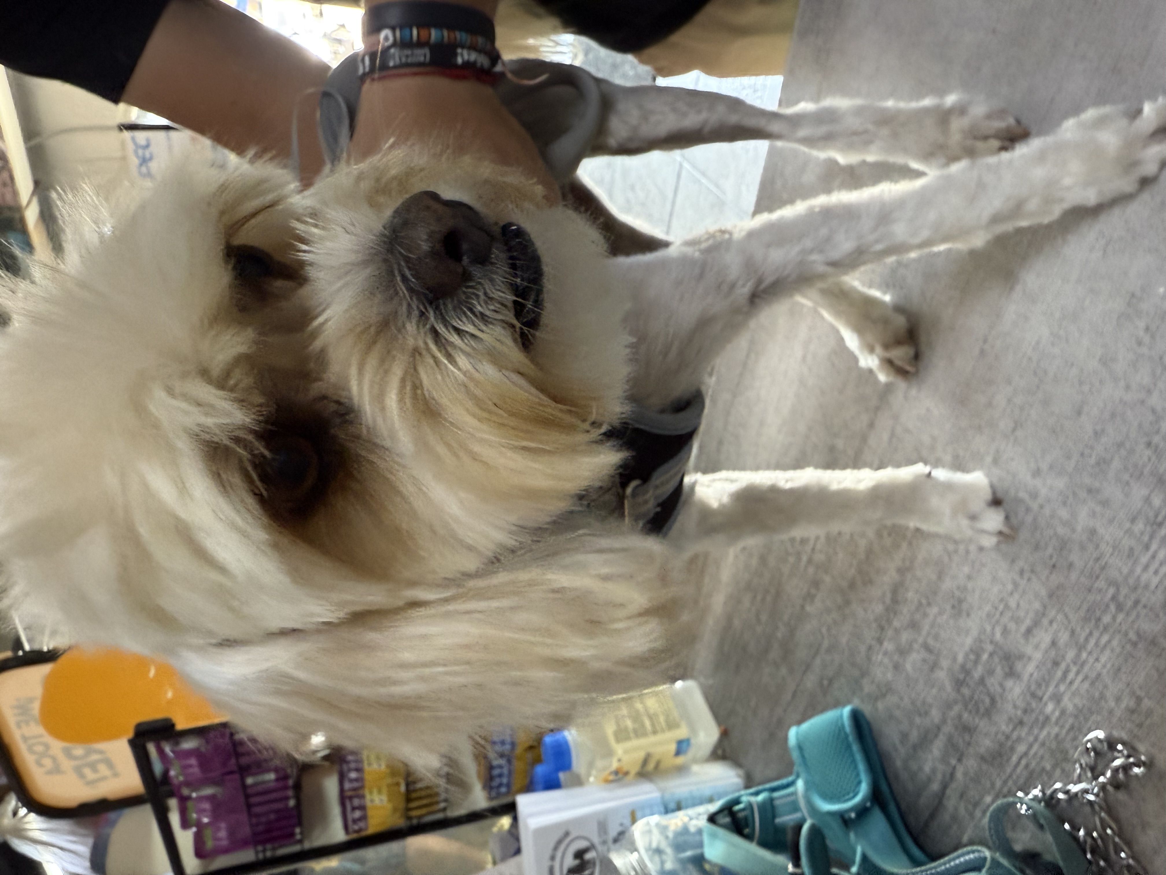 Foto de Toby con microchip 990000012843519