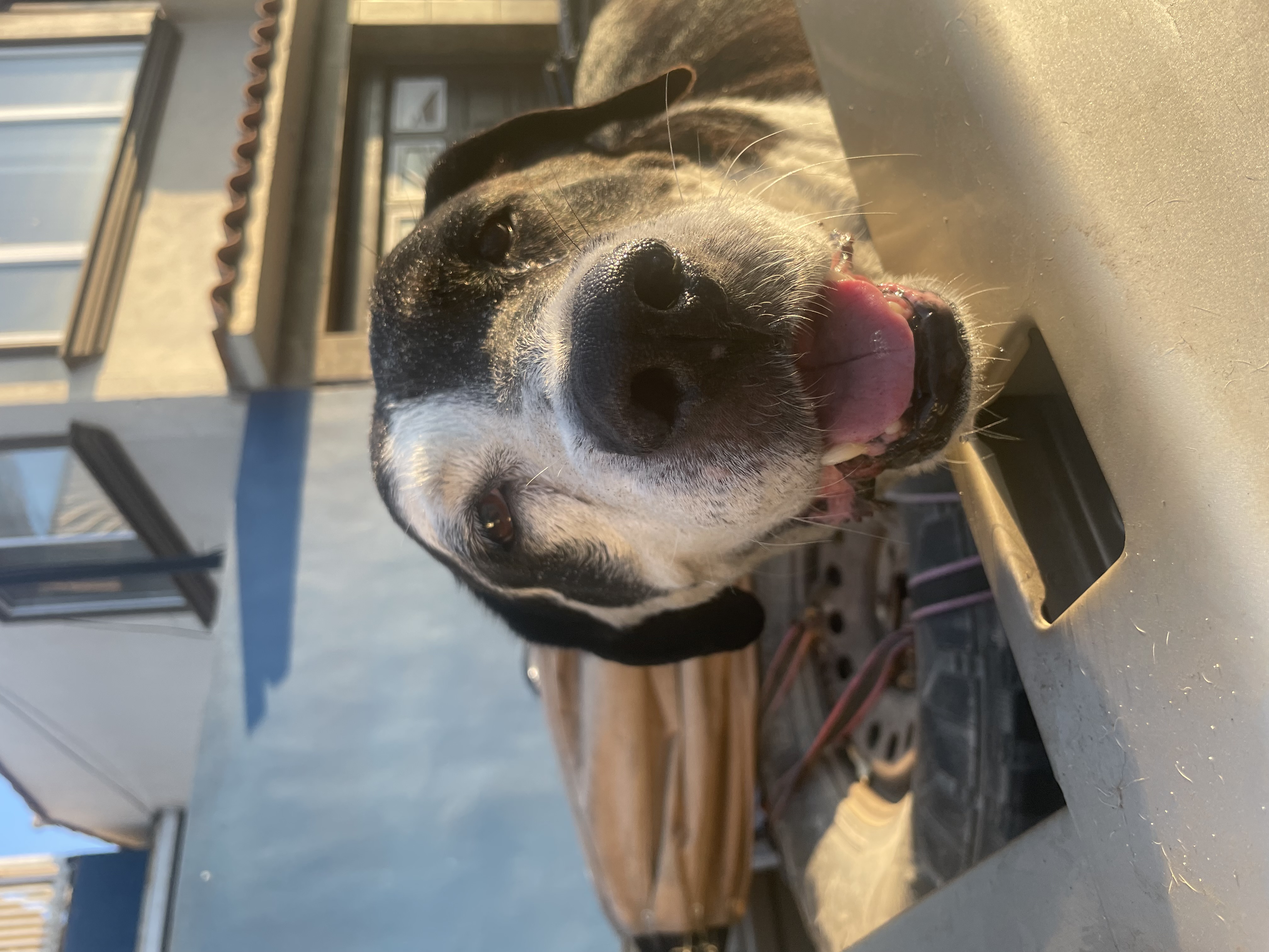 Foto de Bradley con microchip 990000012834713