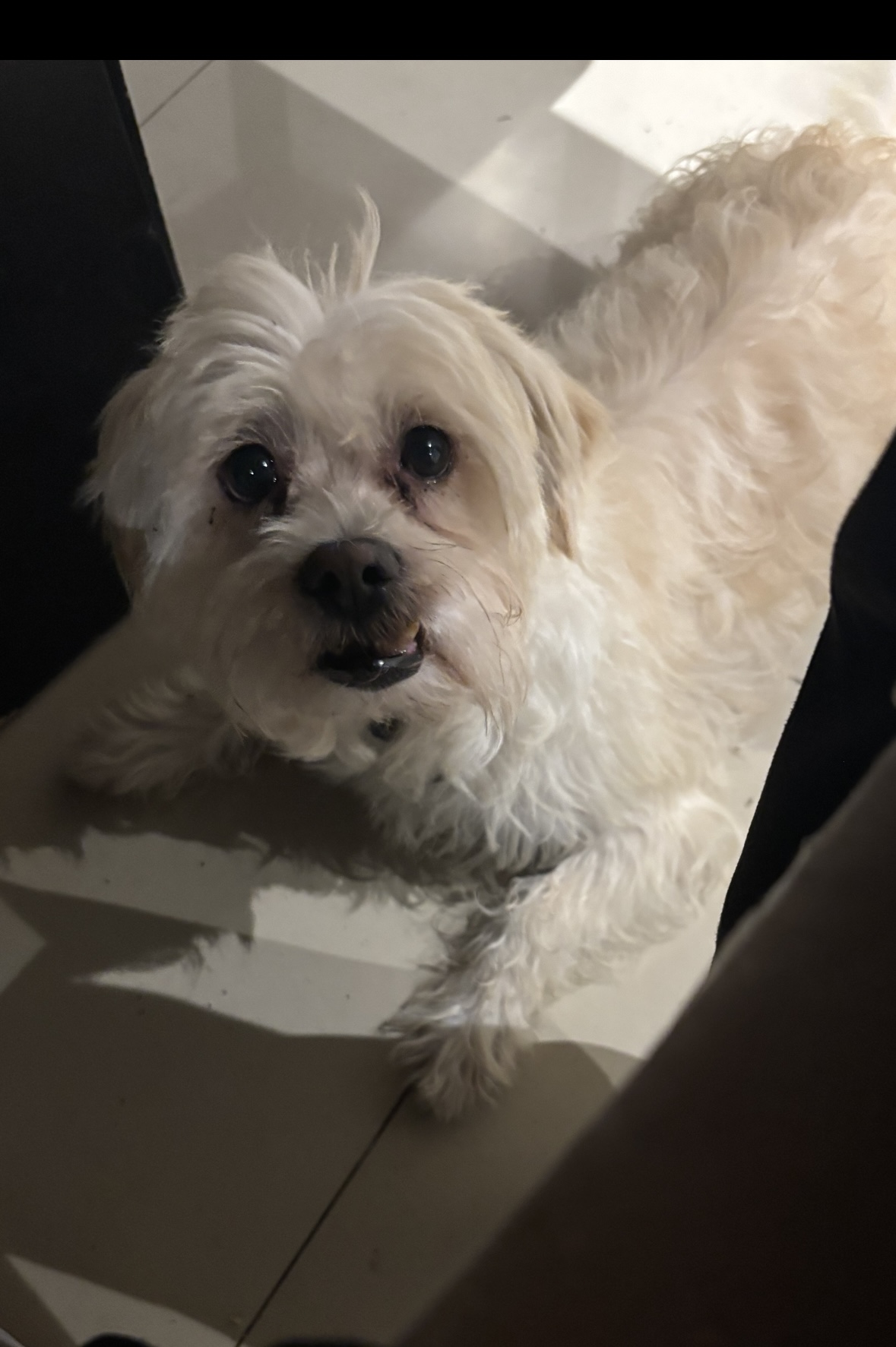 Foto de Guero / Golden con microchip 990000012844464