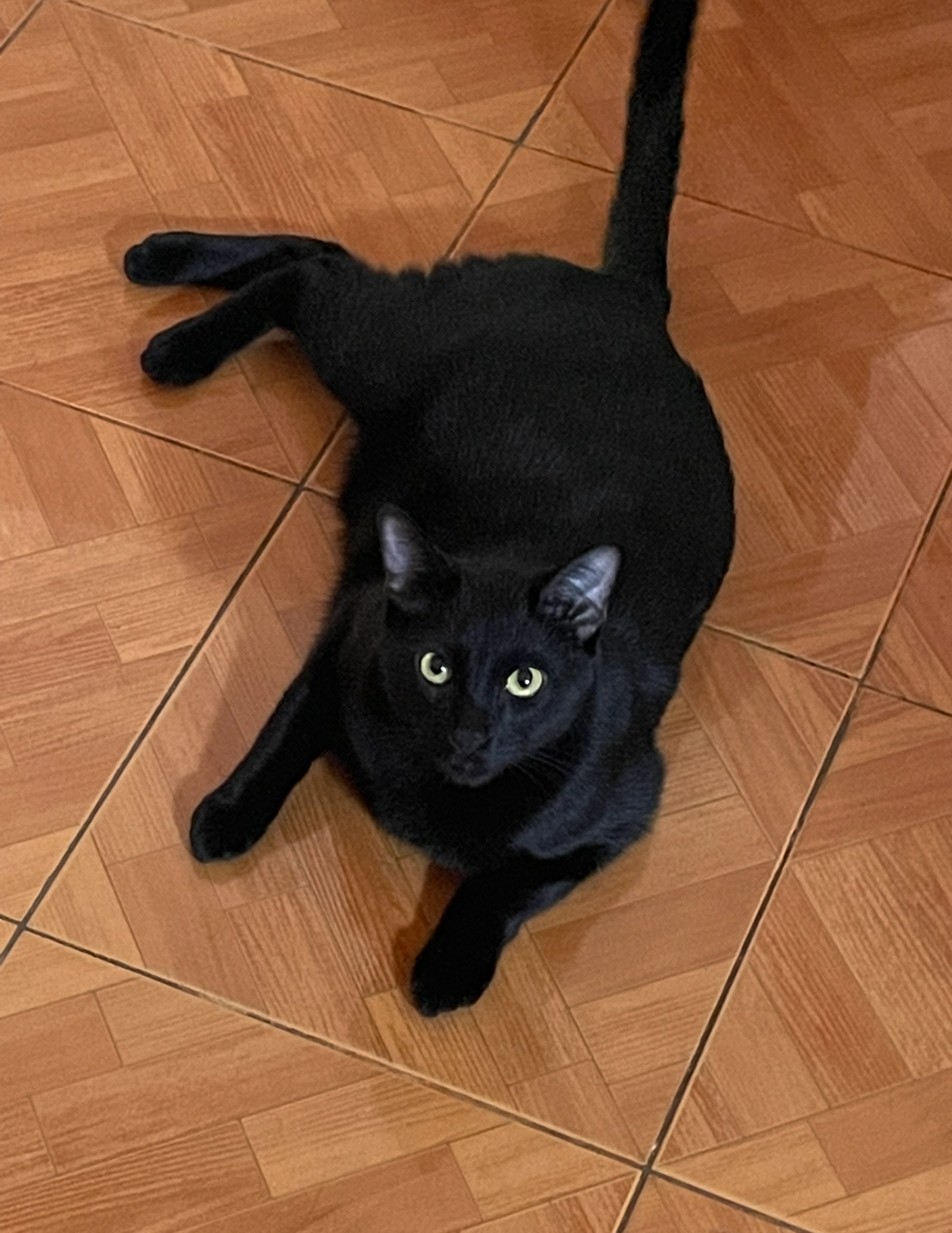 Foto de Kratos con microchip 990000012835500