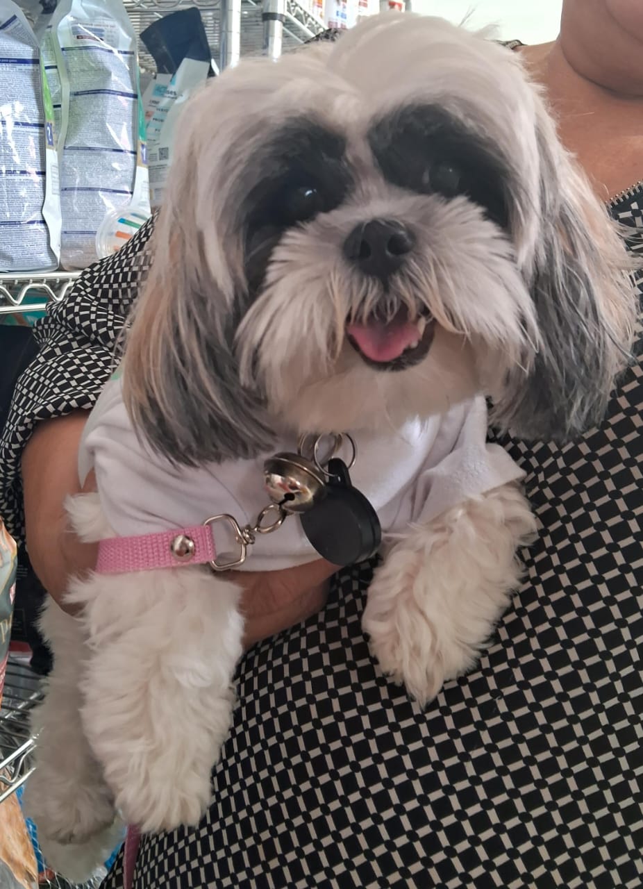 Foto de COCO con microchip 990000012838953