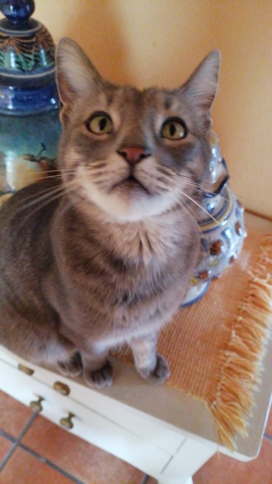 Foto de TIN TAN con microchip 990000014109779