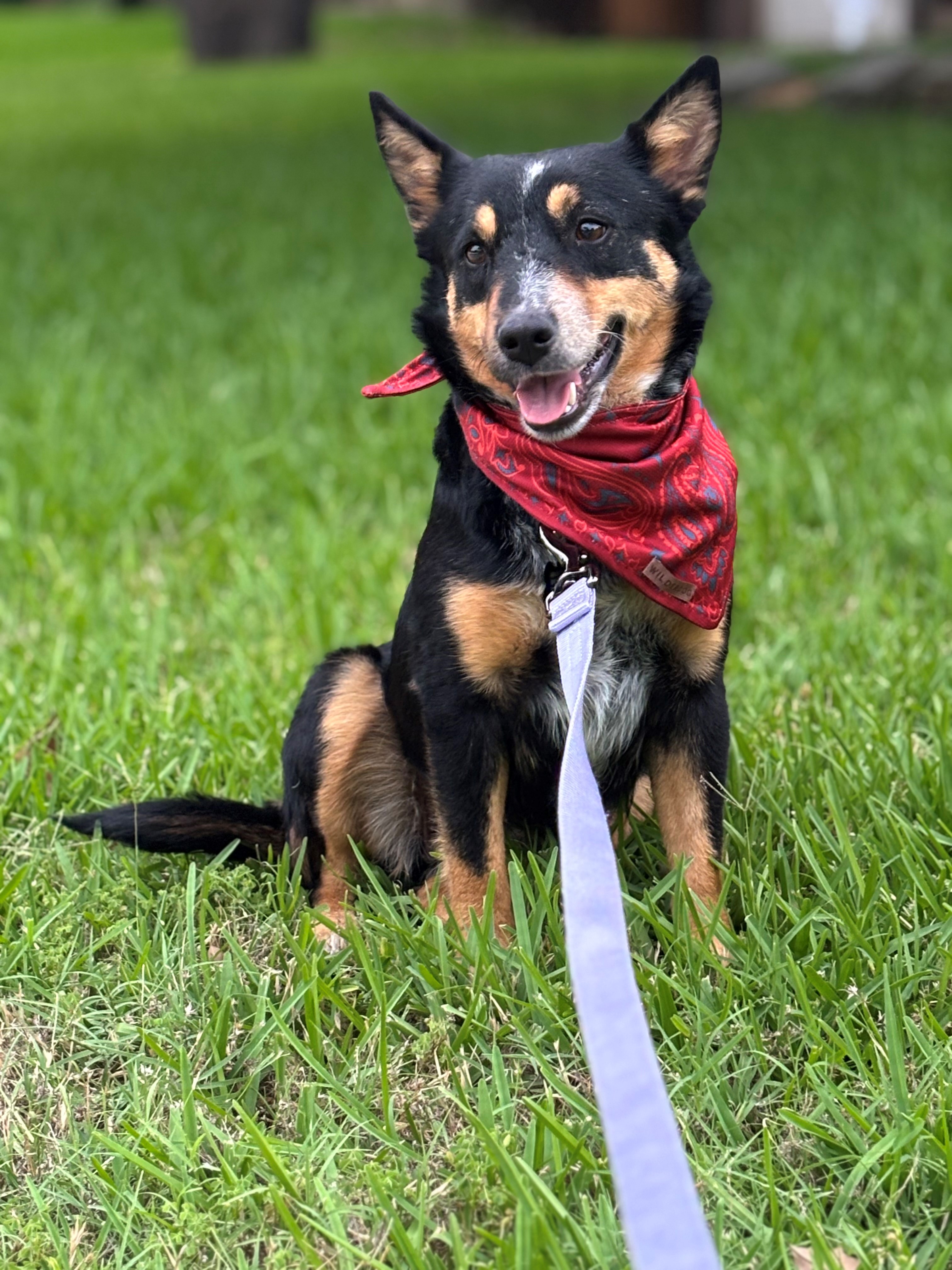 Foto de Paquita con microchip 990000014165413